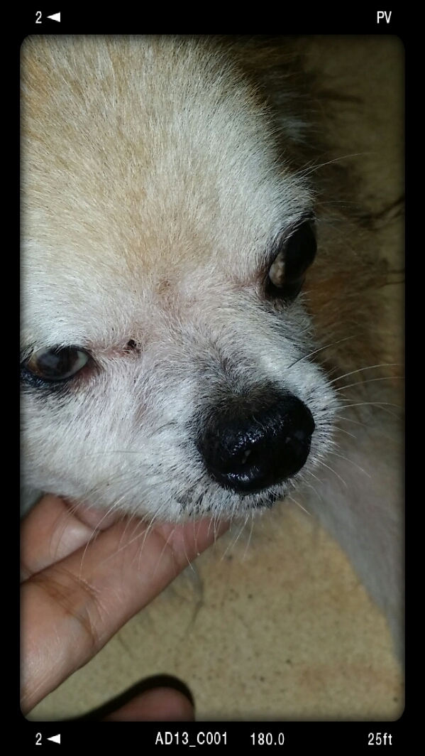 chibi and his moist snout 