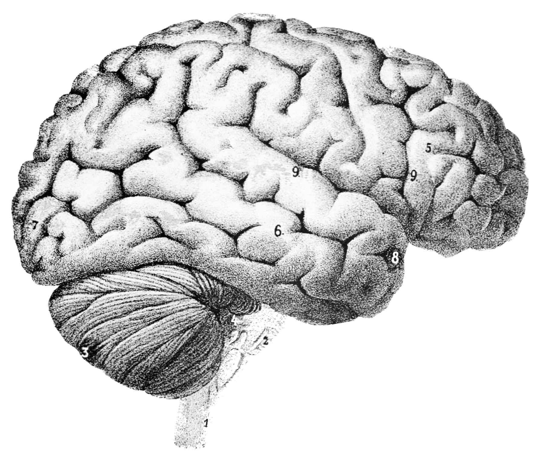https://commons.wikimedia.org/wiki/File:PSM_V46_D167_Outer_surface_of_the_human_brain.jpg