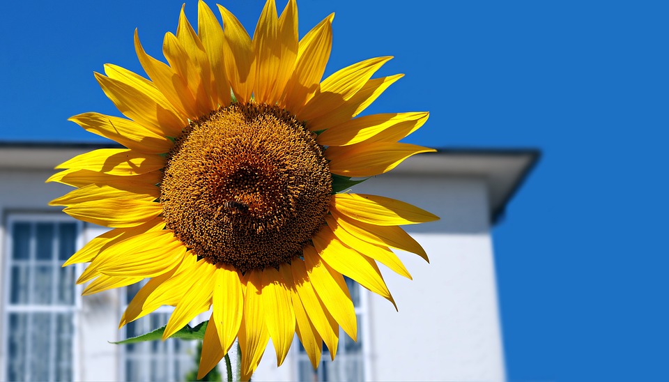 https://pixabay.com/en/sunflower-blue-sky-house-summer-3633082/