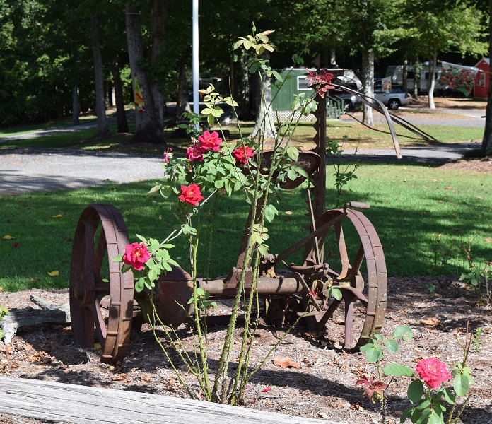Roses and an Old Farm Machine Roses and an Old Farm Machine