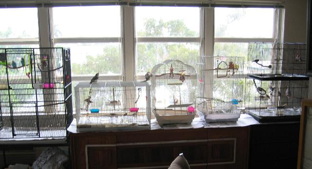 My birds