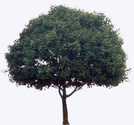 tree - A tree is a large, perennial, woody plant. Though there is no set definition regarding minimum size, the term generally applies to plants at least 6 m (20 ft) high at maturity and, more importantly, having secondary branches supported on a single main stem or trunk with clear apical dominance (see shrub for comparison). Compared with most other plant forms, trees are long-lived. A few species of trees grow to 100 m (328 ft) tall and some can live for several thousand years.  Trees are important components of the natural landscape due to their prevention of erosion and significant elements in landscaping and agriculture, both for their aesthetic appeal and their orchard crops (such as apples). Wood from trees is a common building material. Trees also play an intimate role in many of the world's mythologies (see trees in mythology).   A tree is a plant form that occurs in many different orders and families of plants. Trees thus show a wide variety of growth form, leaf type and shape, bark characteristics, reproductive structures, etc.  The earliest trees were tree ferns and horsetails, which grew in vast forests in the Carboniferous Period; tree ferns still survive, but the only surviving horsetails are not of tree form. Later, in the Triassic Period, conifers, ginkgos, cycads and other gymnosperms appeared, and subsequently flowering plants in the Cretaceous Period. Most species of trees today are flowering plants and conifers. The listing below gives examples of many well-known trees and how they are typically classified.  A small group of trees growing together is called a grove or copse, and a landscape covered by a dense growth of trees is called a forest. Several biotopes are defined largely by the trees that inhabit them; examples are rainforest and taiga (see ecozones). A landscape of trees scattered or spaced across grassland (usually grazed or burned over periodically) is called a savanna.   The basic parts of a tree are the roots, trunk(s), branches, twigs and leaves. Tree stems consist mainly of support and transport tissues (xylem and phloem). Wood consists of xylem cells, and bark is made of phloem and other tissues external to the vascular cambium.  Trees may be broadly grouped into exogenous and endogenous trees according to the way in which their stem diameter increases. Exogenous trees, which comprise the great majority of modern trees (all conifers, and all broadleaf trees), grow by the addition of new wood outwards, immediately under the bark. Endogenous trees, mainly in the monocotyledons (e.g. palms), grow by addition of new material inwards.  As an exogenous tree grows, it creates growth rings. In temperate climates, these are commonly visible due to changes in the rate of growth with temperature variation over an annual cycle. These rings can be counted to determine the age of the tree, and used to date cores or even wood taken from trees in the past; this practice is known as the science of dendrochronology. In some tropical regions with constant year-round climate, growth is continuous and distinct rings are not formed, so age determination is impossible. Age determination is also impossible in endogenous trees.  The roots of a tree are generally embedded in earth, providing anchorage for the above-ground biomass and absorbing water and nutrients from the soil. It should be noted, however, that while ground nutrients are essential to a tree's growth the majority of its biomass comes from carbon dioxide absorbed from the atmosphere (see photosynthesis). Above ground, the trunk gives height to the leaf-bearing branches, aiding in competition with other plant species for sunlight. In many trees, the arrangement of the branches optimizes exposure of the leaves to sunlight.  Not all trees have all the plant organs or parts mentioned above. For example, most palm trees are not branched, the saguaro cactus of North America has no functional leaves, tree ferns do not produce bark, etc. Based on their general shape and size, all of these are nonetheless generally regarded as trees. Indeed, sometimes size is the more important consideration. A plant form that is similar to a tree, but generally having smaller, multiple trunks and/or branches that arise near the ground, is called a shrub. However, no sharp differentiation between shrubs and trees is possible. Given their small size, bonsai plants would not technically be 'trees', but one should not confuse reference to the form of a species with the size or shape of individual specimens. A spruce seedling does not fit the definition of a tree, but all spruces are trees. Bamboos by contrast, do show most of the characteristics of trees, yet are rarely called trees.