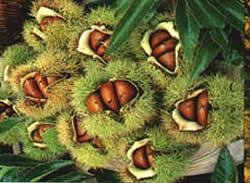 chestnuts - chestnuts