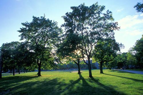 trees - A tree is a large, perennial, woody plant. Though there is no set definition regarding minimum size, the term generally applies to plants at least 6 m (20 ft) high at maturity and, more importantly, having secondary branches supported on a single main stem or trunk with clear apical dominance (see shrub for comparison). Compared with most other plant forms, trees are long-lived. A few species of trees grow to 100 m (328 ft) tall and some can live for several thousand years.  Trees are important components of the natural landscape due to their prevention of erosion and significant elements in landscaping and agriculture, both for their aesthetic appeal and their orchard crops (such as apples). Wood from trees is a common building material. Trees also play an intimate role in many of the world's mythologies (see trees in mythology).   A tree is a plant form that occurs in many different orders and families of plants. Trees thus show a wide variety of growth form, leaf type and shape, bark characteristics, reproductive structures, etc.  The earliest trees were tree ferns and horsetails, which grew in vast forests in the Carboniferous Period; tree ferns still survive, but the only surviving horsetails are not of tree form. Later, in the Triassic Period, conifers, ginkgos, cycads and other gymnosperms appeared, and subsequently flowering plants in the Cretaceous Period. Most species of trees today are flowering plants and conifers. The listing below gives examples of many well-known trees and how they are typically classified.  A small group of trees growing together is called a grove or copse, and a landscape covered by a dense growth of trees is called a forest. Several biotopes are defined largely by the trees that inhabit them; examples are rainforest and taiga (see ecozones). A landscape of trees scattered or spaced across grassland (usually grazed or burned over periodically) is called a savanna.   The basic parts of a tree are the roots, trunk(s), branches, twigs and leaves. Tree stems consist mainly of support and transport tissues (xylem and phloem). Wood consists of xylem cells, and bark is made of phloem and other tissues external to the vascular cambium.  Trees may be broadly grouped into exogenous and endogenous trees according to the way in which their stem diameter increases. Exogenous trees, which comprise the great majority of modern trees (all conifers, and all broadleaf trees), grow by the addition of new wood outwards, immediately under the bark. Endogenous trees, mainly in the monocotyledons (e.g. palms), grow by addition of new material inwards.  As an exogenous tree grows, it creates growth rings. In temperate climates, these are commonly visible due to changes in the rate of growth with temperature variation over an annual cycle. These rings can be counted to determine the age of the tree, and used to date cores or even wood taken from trees in the past; this practice is known as the science of dendrochronology. In some tropical regions with constant year-round climate, growth is continuous and distinct rings are not formed, so age determination is impossible. Age determination is also impossible in endogenous trees.  The roots of a tree are generally embedded in earth, providing anchorage for the above-ground biomass and absorbing water and nutrients from the soil. It should be noted, however, that while ground nutrients are essential to a tree's growth the majority of its biomass comes from carbon dioxide absorbed from the atmosphere (see photosynthesis). Above ground, the trunk gives height to the leaf-bearing branches, aiding in competition with other plant species for sunlight. In many trees, the arrangement of the branches optimizes exposure of the leaves to sunlight.  Not all trees have all the plant organs or parts mentioned above. For example, most palm trees are not branched, the saguaro cactus of North America has no functional leaves, tree ferns do not produce bark, etc. Based on their general shape and size, all of these are nonetheless generally regarded as trees. Indeed, sometimes size is the more important consideration. A plant form that is similar to a tree, but generally having smaller, multiple trunks and/or branches that arise near the ground, is called a shrub. However, no sharp differentiation between shrubs and trees is possible. Given their small size, bonsai plants would not technically be 'trees', but one should not confuse reference to the form of a species with the size or shape of individual specimens. A spruce seedling does not fit the definition of a tree, but all spruces are trees. Bamboos by contrast, do show most of the characteristics of trees, yet are rarely called trees.