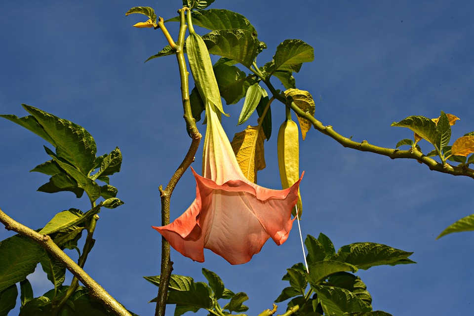 https://pixabay.com/en/angel-trumpet-flower-plant-3627254/