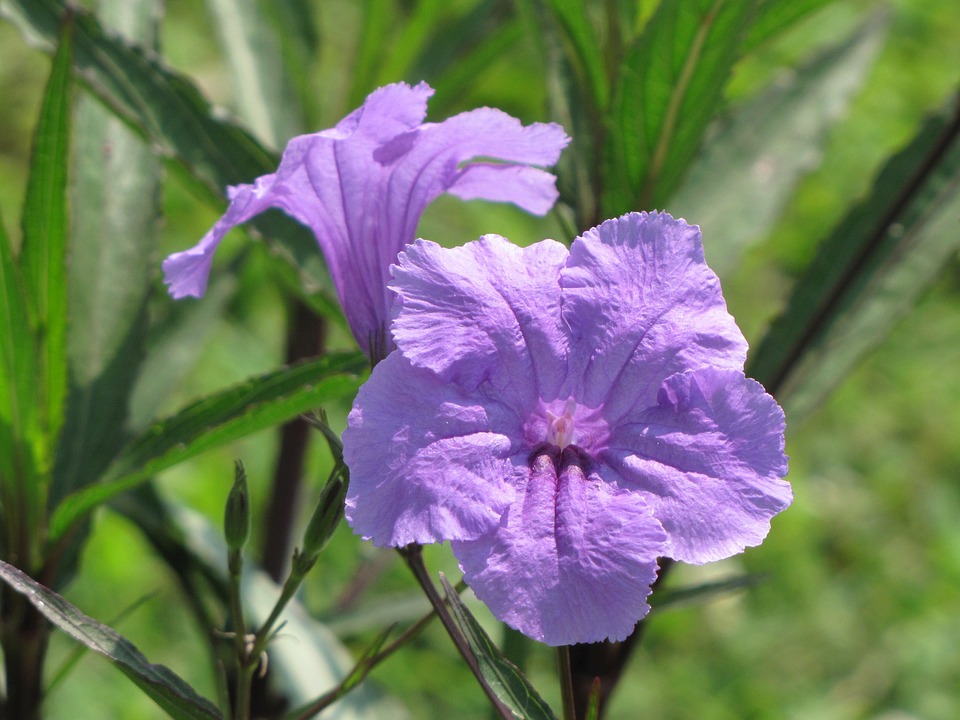 https://pixabay.com/en/mexican-petunia-flowers-purple-172863/
