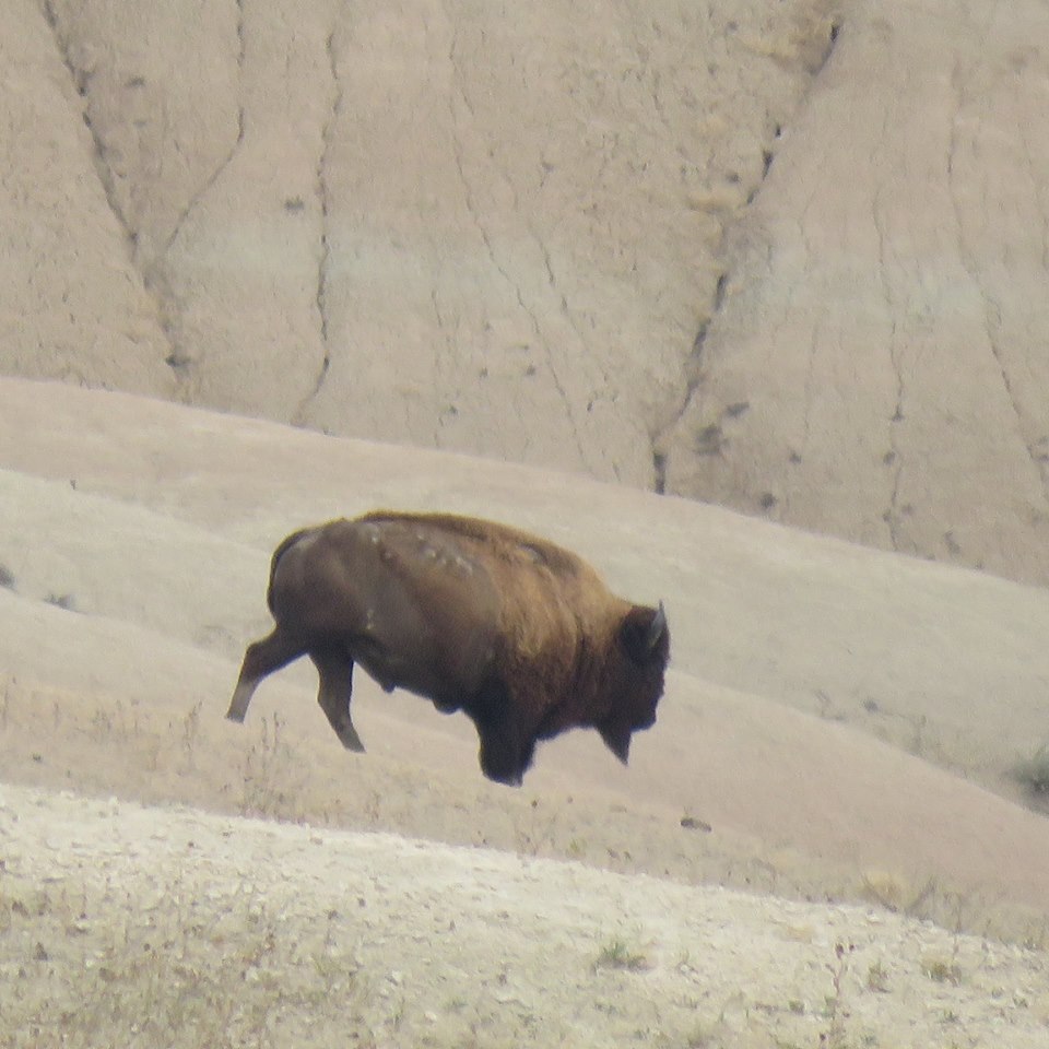 A bison in the Badlands National Park, took this picture as he was heading down the mountain.