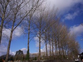 tree - A tree is a large, perennial, woody plant. Though there is no set definition regarding minimum size, the term generally applies to plants at least 6 m (20 ft) high at maturity and, more importantly, having secondary branches supported on a single main stem or trunk with clear apical dominance (see shrub for comparison). Compared with most other plant forms, trees are long-lived. A few species of trees grow to 100 m (328 ft) tall and some can live for several thousand years.  Trees are important components of the natural landscape due to their prevention of erosion and significant elements in landscaping and agriculture, both for their aesthetic appeal and their orchard crops (such as apples). Wood from trees is a common building material. Trees also play an intimate role in many of the world's mythologies (see trees in mythology).   A tree is a plant form that occurs in many different orders and families of plants. Trees thus show a wide variety of growth form, leaf type and shape, bark characteristics, reproductive structures, etc.  The earliest trees were tree ferns and horsetails, which grew in vast forests in the Carboniferous Period; tree ferns still survive, but the only surviving horsetails are not of tree form. Later, in the Triassic Period, conifers, ginkgos, cycads and other gymnosperms appeared, and subsequently flowering plants in the Cretaceous Period. Most species of trees today are flowering plants and conifers. The listing below gives examples of many well-known trees and how they are typically classified.  A small group of trees growing together is called a grove or copse, and a landscape covered by a dense growth of trees is called a forest. Several biotopes are defined largely by the trees that inhabit them; examples are rainforest and taiga (see ecozones). A landscape of trees scattered or spaced across grassland (usually grazed or burned over periodically) is called a savanna.   The basic parts of a tree are the roots, trunk(s), branches, twigs and leaves. Tree stems consist mainly of support and transport tissues (xylem and phloem). Wood consists of xylem cells, and bark is made of phloem and other tissues external to the vascular cambium.  Trees may be broadly grouped into exogenous and endogenous trees according to the way in which their stem diameter increases. Exogenous trees, which comprise the great majority of modern trees (all conifers, and all broadleaf trees), grow by the addition of new wood outwards, immediately under the bark. Endogenous trees, mainly in the monocotyledons (e.g. palms), grow by addition of new material inwards.  As an exogenous tree grows, it creates growth rings. In temperate climates, these are commonly visible due to changes in the rate of growth with temperature variation over an annual cycle. These rings can be counted to determine the age of the tree, and used to date cores or even wood taken from trees in the past; this practice is known as the science of dendrochronology. In some tropical regions with constant year-round climate, growth is continuous and distinct rings are not formed, so age determination is impossible. Age determination is also impossible in endogenous trees.  The roots of a tree are generally embedded in earth, providing anchorage for the above-ground biomass and absorbing water and nutrients from the soil. It should be noted, however, that while ground nutrients are essential to a tree's growth the majority of its biomass comes from carbon dioxide absorbed from the atmosphere (see photosynthesis). Above ground, the trunk gives height to the leaf-bearing branches, aiding in competition with other plant species for sunlight. In many trees, the arrangement of the branches optimizes exposure of the leaves to sunlight.  Not all trees have all the plant organs or parts mentioned above. For example, most palm trees are not branched, the saguaro cactus of North America has no functional leaves, tree ferns do not produce bark, etc. Based on their general shape and size, all of these are nonetheless generally regarded as trees. Indeed, sometimes size is the more important consideration. A plant form that is similar to a tree, but generally having smaller, multiple trunks and/or branches that arise near the ground, is called a shrub. However, no sharp differentiation between shrubs and trees is possible. Given their small size, bonsai plants would not technically be 'trees', but one should not confuse reference to the form of a species with the size or shape of individual specimens. A spruce seedling does not fit the definition of a tree, but all spruces are trees. Bamboos by contrast, do show most of the characteristics of trees, yet are rarely called trees.