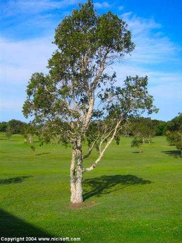 tree - A tree is a large, perennial, woody plant. Though there is no set definition regarding minimum size, the term generally applies to plants at least 6 m (20 ft) high at maturity and, more importantly, having secondary branches supported on a single main stem or trunk with clear apical dominance (see shrub for comparison). Compared with most other plant forms, trees are long-lived. A few species of trees grow to 100 m (328 ft) tall and some can live for several thousand years.  Trees are important components of the natural landscape due to their prevention of erosion and significant elements in landscaping and agriculture, both for their aesthetic appeal and their orchard crops (such as apples). Wood from trees is a common building material. Trees also play an intimate role in many of the world's mythologies (see trees in mythology).   A tree is a plant form that occurs in many different orders and families of plants. Trees thus show a wide variety of growth form, leaf type and shape, bark characteristics, reproductive structures, etc.  The earliest trees were tree ferns and horsetails, which grew in vast forests in the Carboniferous Period; tree ferns still survive, but the only surviving horsetails are not of tree form. Later, in the Triassic Period, conifers, ginkgos, cycads and other gymnosperms appeared, and subsequently flowering plants in the Cretaceous Period. Most species of trees today are flowering plants and conifers. The listing below gives examples of many well-known trees and how they are typically classified.  A small group of trees growing together is called a grove or copse, and a landscape covered by a dense growth of trees is called a forest. Several biotopes are defined largely by the trees that inhabit them; examples are rainforest and taiga (see ecozones). A landscape of trees scattered or spaced across grassland (usually grazed or burned over periodically) is called a savanna.   The basic parts of a tree are the roots, trunk(s), branches, twigs and leaves. Tree stems consist mainly of support and transport tissues (xylem and phloem). Wood consists of xylem cells, and bark is made of phloem and other tissues external to the vascular cambium.  Trees may be broadly grouped into exogenous and endogenous trees according to the way in which their stem diameter increases. Exogenous trees, which comprise the great majority of modern trees (all conifers, and all broadleaf trees), grow by the addition of new wood outwards, immediately under the bark. Endogenous trees, mainly in the monocotyledons (e.g. palms), grow by addition of new material inwards.  As an exogenous tree grows, it creates growth rings. In temperate climates, these are commonly visible due to changes in the rate of growth with temperature variation over an annual cycle. These rings can be counted to determine the age of the tree, and used to date cores or even wood taken from trees in the past; this practice is known as the science of dendrochronology. In some tropical regions with constant year-round climate, growth is continuous and distinct rings are not formed, so age determination is impossible. Age determination is also impossible in endogenous trees.  The roots of a tree are generally embedded in earth, providing anchorage for the above-ground biomass and absorbing water and nutrients from the soil. It should be noted, however, that while ground nutrients are essential to a tree's growth the majority of its biomass comes from carbon dioxide absorbed from the atmosphere (see photosynthesis). Above ground, the trunk gives height to the leaf-bearing branches, aiding in competition with other plant species for sunlight. In many trees, the arrangement of the branches optimizes exposure of the leaves to sunlight.  Not all trees have all the plant organs or parts mentioned above. For example, most palm trees are not branched, the saguaro cactus of North America has no functional leaves, tree ferns do not produce bark, etc. Based on their general shape and size, all of these are nonetheless generally regarded as trees. Indeed, sometimes size is the more important consideration. A plant form that is similar to a tree, but generally having smaller, multiple trunks and/or branches that arise near the ground, is called a shrub. However, no sharp differentiation between shrubs and trees is possible. Given their small size, bonsai plants would not technically be 'trees', but one should not confuse reference to the form of a species with the size or shape of individual specimens. A spruce seedling does not fit the definition of a tree, but all spruces are trees. Bamboos by contrast, do show most of the characteristics of trees, yet are rarely called trees.