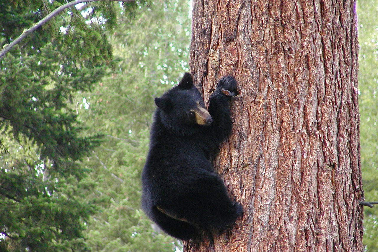 https://cdn.pixabay.com/photo/2012/07/02/00/50/bear-51106_960_720.jpg https://cdn.pixabay.com/photo/2012/07/02/00/50/bear-51106_960_720.jpg