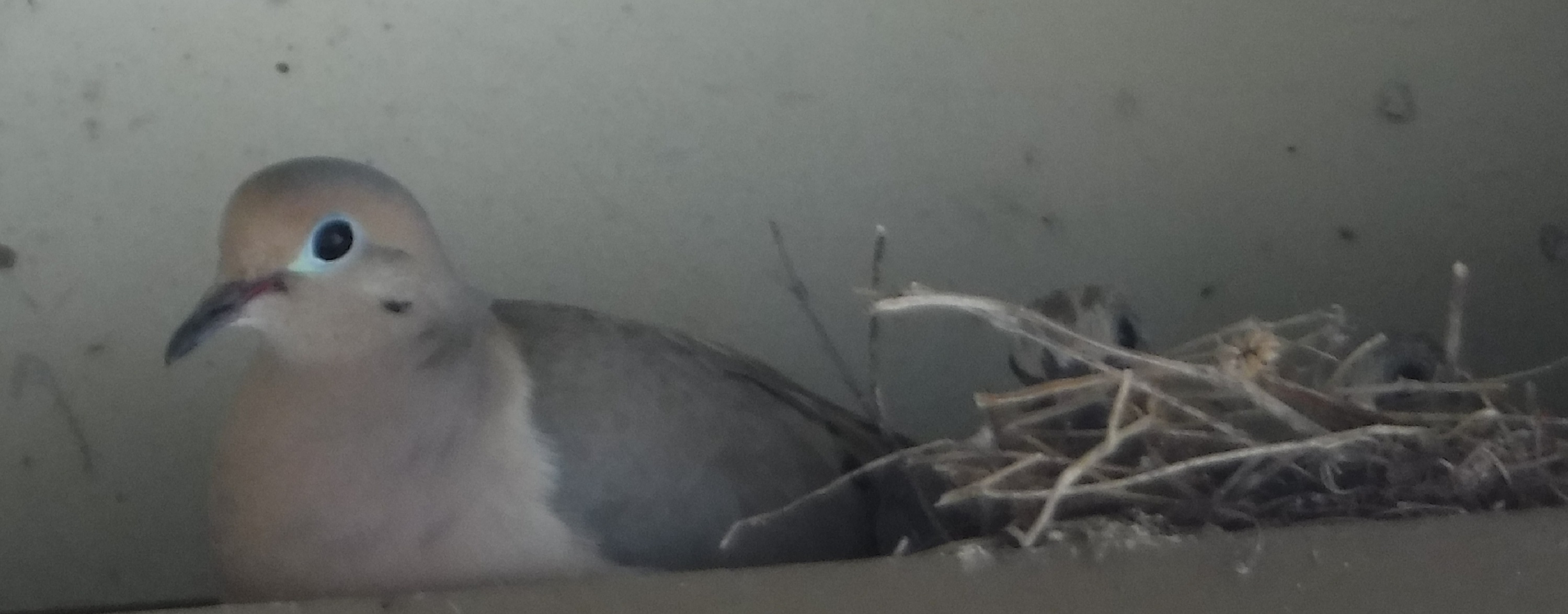 Photo I took of a dove nesting in our eaves