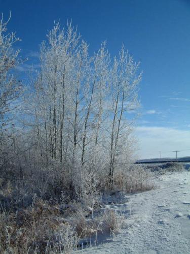 tree - A tree is a large, perennial, woody plant. Though there is no set definition regarding minimum size, the term generally applies to plants at least 6 m (20 ft) high at maturity and, more importantly, having secondary branches supported on a single main stem or trunk with clear apical dominance (see shrub for comparison). Compared with most other plant forms, trees are long-lived. A few species of trees grow to 100 m (328 ft) tall and some can live for several thousand years.  Trees are important components of the natural landscape due to their prevention of erosion and significant elements in landscaping and agriculture, both for their aesthetic appeal and their orchard crops (such as apples). Wood from trees is a common building material. Trees also play an intimate role in many of the world's mythologies (see trees in mythology).   A tree is a plant form that occurs in many different orders and families of plants. Trees thus show a wide variety of growth form, leaf type and shape, bark characteristics, reproductive structures, etc.  The earliest trees were tree ferns and horsetails, which grew in vast forests in the Carboniferous Period; tree ferns still survive, but the only surviving horsetails are not of tree form. Later, in the Triassic Period, conifers, ginkgos, cycads and other gymnosperms appeared, and subsequently flowering plants in the Cretaceous Period. Most species of trees today are flowering plants and conifers. The listing below gives examples of many well-known trees and how they are typically classified.  A small group of trees growing together is called a grove or copse, and a landscape covered by a dense growth of trees is called a forest. Several biotopes are defined largely by the trees that inhabit them; examples are rainforest and taiga (see ecozones). A landscape of trees scattered or spaced across grassland (usually grazed or burned over periodically) is called a savanna.   The basic parts of a tree are the roots, trunk(s), branches, twigs and leaves. Tree stems consist mainly of support and transport tissues (xylem and phloem). Wood consists of xylem cells, and bark is made of phloem and other tissues external to the vascular cambium.  Trees may be broadly grouped into exogenous and endogenous trees according to the way in which their stem diameter increases. Exogenous trees, which comprise the great majority of modern trees (all conifers, and all broadleaf trees), grow by the addition of new wood outwards, immediately under the bark. Endogenous trees, mainly in the monocotyledons (e.g. palms), grow by addition of new material inwards.  As an exogenous tree grows, it creates growth rings. In temperate climates, these are commonly visible due to changes in the rate of growth with temperature variation over an annual cycle. These rings can be counted to determine the age of the tree, and used to date cores or even wood taken from trees in the past; this practice is known as the science of dendrochronology. In some tropical regions with constant year-round climate, growth is continuous and distinct rings are not formed, so age determination is impossible. Age determination is also impossible in endogenous trees.  The roots of a tree are generally embedded in earth, providing anchorage for the above-ground biomass and absorbing water and nutrients from the soil. It should be noted, however, that while ground nutrients are essential to a tree's growth the majority of its biomass comes from carbon dioxide absorbed from the atmosphere (see photosynthesis). Above ground, the trunk gives height to the leaf-bearing branches, aiding in competition with other plant species for sunlight. In many trees, the arrangement of the branches optimizes exposure of the leaves to sunlight.  Not all trees have all the plant organs or parts mentioned above. For example, most palm trees are not branched, the saguaro cactus of North America has no functional leaves, tree ferns do not produce bark, etc. Based on their general shape and size, all of these are nonetheless generally regarded as trees. Indeed, sometimes size is the more important consideration. A plant form that is similar to a tree, but generally having smaller, multiple trunks and/or branches that arise near the ground, is called a shrub. However, no sharp differentiation between shrubs and trees is possible. Given their small size, bonsai plants would not technically be 'trees', but one should not confuse reference to the form of a species with the size or shape of individual specimens. A spruce seedling does not fit the definition of a tree, but all spruces are trees. Bamboos by contrast, do show most of the characteristics of trees, yet are rarely called trees.