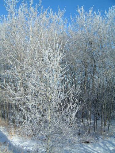 tree - A tree is a large, perennial, woody plant. Though there is no set definition regarding minimum size, the term generally applies to plants at least 6 m (20 ft) high at maturity and, more importantly, having secondary branches supported on a single main stem or trunk with clear apical dominance (see shrub for comparison). Compared with most other plant forms, trees are long-lived. A few species of trees grow to 100 m (328 ft) tall and some can live for several thousand years.  Trees are important components of the natural landscape due to their prevention of erosion and significant elements in landscaping and agriculture, both for their aesthetic appeal and their orchard crops (such as apples). Wood from trees is a common building material. Trees also play an intimate role in many of the world's mythologies (see trees in mythology).   A tree is a plant form that occurs in many different orders and families of plants. Trees thus show a wide variety of growth form, leaf type and shape, bark characteristics, reproductive structures, etc.  The earliest trees were tree ferns and horsetails, which grew in vast forests in the Carboniferous Period; tree ferns still survive, but the only surviving horsetails are not of tree form. Later, in the Triassic Period, conifers, ginkgos, cycads and other gymnosperms appeared, and subsequently flowering plants in the Cretaceous Period. Most species of trees today are flowering plants and conifers. The listing below gives examples of many well-known trees and how they are typically classified.  A small group of trees growing together is called a grove or copse, and a landscape covered by a dense growth of trees is called a forest. Several biotopes are defined largely by the trees that inhabit them; examples are rainforest and taiga (see ecozones). A landscape of trees scattered or spaced across grassland (usually grazed or burned over periodically) is called a savanna.   The basic parts of a tree are the roots, trunk(s), branches, twigs and leaves. Tree stems consist mainly of support and transport tissues (xylem and phloem). Wood consists of xylem cells, and bark is made of phloem and other tissues external to the vascular cambium.  Trees may be broadly grouped into exogenous and endogenous trees according to the way in which their stem diameter increases. Exogenous trees, which comprise the great majority of modern trees (all conifers, and all broadleaf trees), grow by the addition of new wood outwards, immediately under the bark. Endogenous trees, mainly in the monocotyledons (e.g. palms), grow by addition of new material inwards.  As an exogenous tree grows, it creates growth rings. In temperate climates, these are commonly visible due to changes in the rate of growth with temperature variation over an annual cycle. These rings can be counted to determine the age of the tree, and used to date cores or even wood taken from trees in the past; this practice is known as the science of dendrochronology. In some tropical regions with constant year-round climate, growth is continuous and distinct rings are not formed, so age determination is impossible. Age determination is also impossible in endogenous trees.  The roots of a tree are generally embedded in earth, providing anchorage for the above-ground biomass and absorbing water and nutrients from the soil. It should be noted, however, that while ground nutrients are essential to a tree's growth the majority of its biomass comes from carbon dioxide absorbed from the atmosphere (see photosynthesis). Above ground, the trunk gives height to the leaf-bearing branches, aiding in competition with other plant species for sunlight. In many trees, the arrangement of the branches optimizes exposure of the leaves to sunlight.  Not all trees have all the plant organs or parts mentioned above. For example, most palm trees are not branched, the saguaro cactus of North America has no functional leaves, tree ferns do not produce bark, etc. Based on their general shape and size, all of these are nonetheless generally regarded as trees. Indeed, sometimes size is the more important consideration. A plant form that is similar to a tree, but generally having smaller, multiple trunks and/or branches that arise near the ground, is called a shrub. However, no sharp differentiation between shrubs and trees is possible. Given their small size, bonsai plants would not technically be 'trees', but one should not confuse reference to the form of a species with the size or shape of individual specimens. A spruce seedling does not fit the definition of a tree, but all spruces are trees. Bamboos by contrast, do show most of the characteristics of trees, yet are rarely called trees.