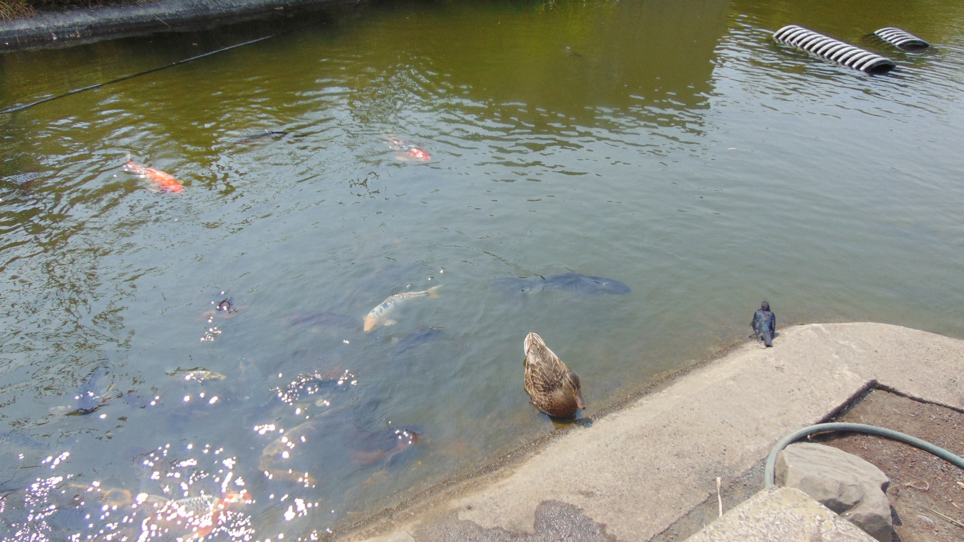 zoo