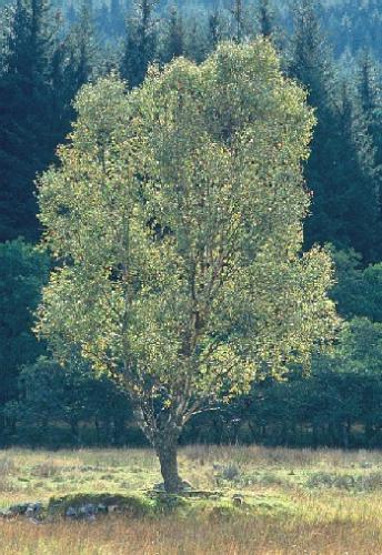 tree - A tree is a large, perennial, woody plant. Though there is no set definition regarding minimum size, the term generally applies to plants at least 6 m (20 ft) high at maturity and, more importantly, having secondary branches supported on a single main stem or trunk with clear apical dominance (see shrub for comparison). Compared with most other plant forms, trees are long-lived. A few species of trees grow to 100 m (328 ft) tall and some can live for several thousand years.  Trees are important components of the natural landscape due to their prevention of erosion and significant elements in landscaping and agriculture, both for their aesthetic appeal and their orchard crops (such as apples). Wood from trees is a common building material. Trees also play an intimate role in many of the world's mythologies (see trees in mythology).   A tree is a plant form that occurs in many different orders and families of plants. Trees thus show a wide variety of growth form, leaf type and shape, bark characteristics, reproductive structures, etc.  The earliest trees were tree ferns and horsetails, which grew in vast forests in the Carboniferous Period; tree ferns still survive, but the only surviving horsetails are not of tree form. Later, in the Triassic Period, conifers, ginkgos, cycads and other gymnosperms appeared, and subsequently flowering plants in the Cretaceous Period. Most species of trees today are flowering plants and conifers. The listing below gives examples of many well-known trees and how they are typically classified.  A small group of trees growing together is called a grove or copse, and a landscape covered by a dense growth of trees is called a forest. Several biotopes are defined largely by the trees that inhabit them; examples are rainforest and taiga (see ecozones). A landscape of trees scattered or spaced across grassland (usually grazed or burned over periodically) is called a savanna.   The basic parts of a tree are the roots, trunk(s), branches, twigs and leaves. Tree stems consist mainly of support and transport tissues (xylem and phloem). Wood consists of xylem cells, and bark is made of phloem and other tissues external to the vascular cambium.  Trees may be broadly grouped into exogenous and endogenous trees according to the way in which their stem diameter increases. Exogenous trees, which comprise the great majority of modern trees (all conifers, and all broadleaf trees), grow by the addition of new wood outwards, immediately under the bark. Endogenous trees, mainly in the monocotyledons (e.g. palms), grow by addition of new material inwards.  As an exogenous tree grows, it creates growth rings. In temperate climates, these are commonly visible due to changes in the rate of growth with temperature variation over an annual cycle. These rings can be counted to determine the age of the tree, and used to date cores or even wood taken from trees in the past; this practice is known as the science of dendrochronology. In some tropical regions with constant year-round climate, growth is continuous and distinct rings are not formed, so age determination is impossible. Age determination is also impossible in endogenous trees.  The roots of a tree are generally embedded in earth, providing anchorage for the above-ground biomass and absorbing water and nutrients from the soil. It should be noted, however, that while ground nutrients are essential to a tree's growth the majority of its biomass comes from carbon dioxide absorbed from the atmosphere (see photosynthesis). Above ground, the trunk gives height to the leaf-bearing branches, aiding in competition with other plant species for sunlight. In many trees, the arrangement of the branches optimizes exposure of the leaves to sunlight.  Not all trees have all the plant organs or parts mentioned above. For example, most palm trees are not branched, the saguaro cactus of North America has no functional leaves, tree ferns do not produce bark, etc. Based on their general shape and size, all of these are nonetheless generally regarded as trees. Indeed, sometimes size is the more important consideration. A plant form that is similar to a tree, but generally having smaller, multiple trunks and/or branches that arise near the ground, is called a shrub. However, no sharp differentiation between shrubs and trees is possible. Given their small size, bonsai plants would not technically be 'trees', but one should not confuse reference to the form of a species with the size or shape of individual specimens. A spruce seedling does not fit the definition of a tree, but all spruces are trees. Bamboos by contrast, do show most of the characteristics of trees, yet are rarely called trees.