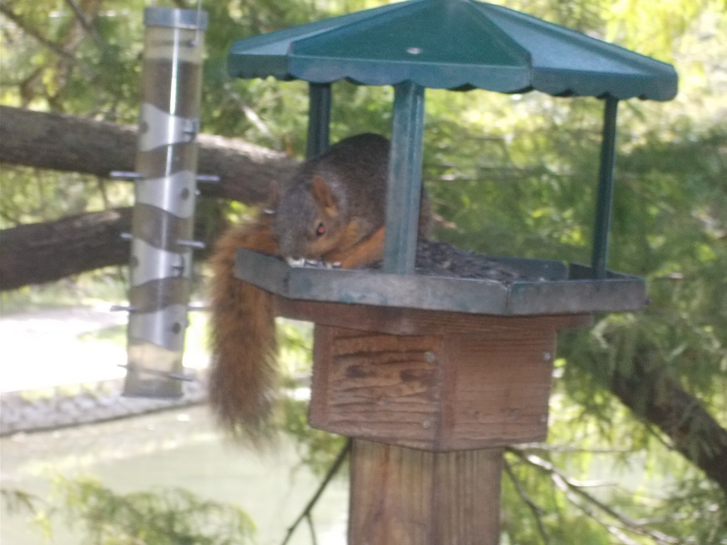 squirrel in a bird feeder squirrel in a bird feeder