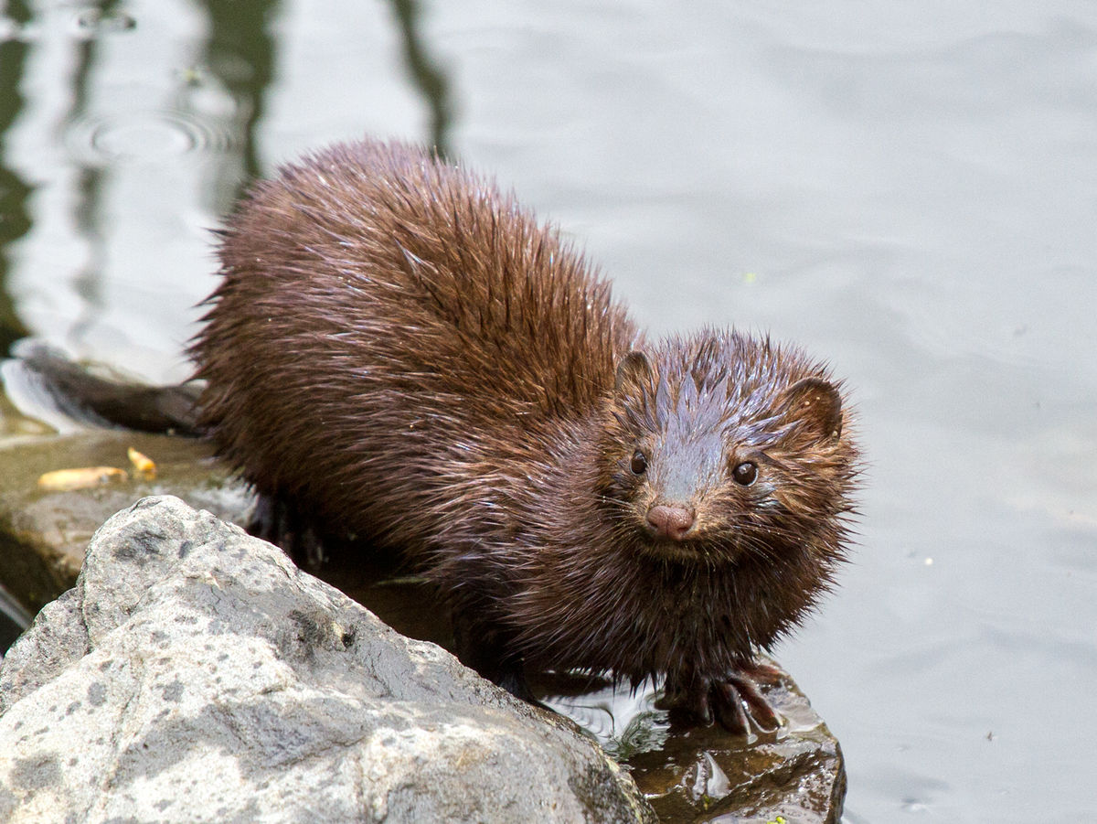 Mink photo from Wikipedia