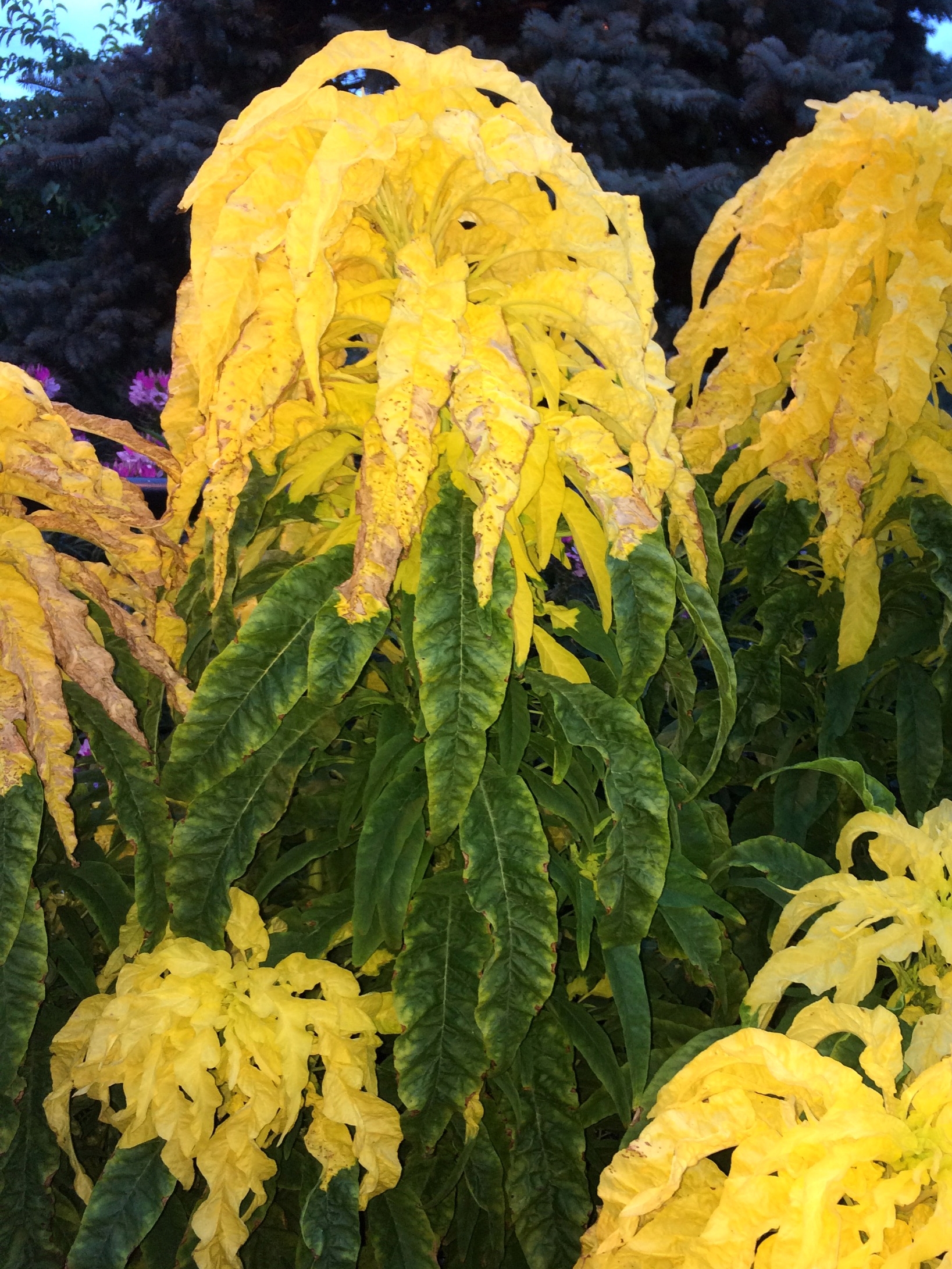 Pretty plant I saw in August while on vacation Pretty plant I saw in August while on vacation