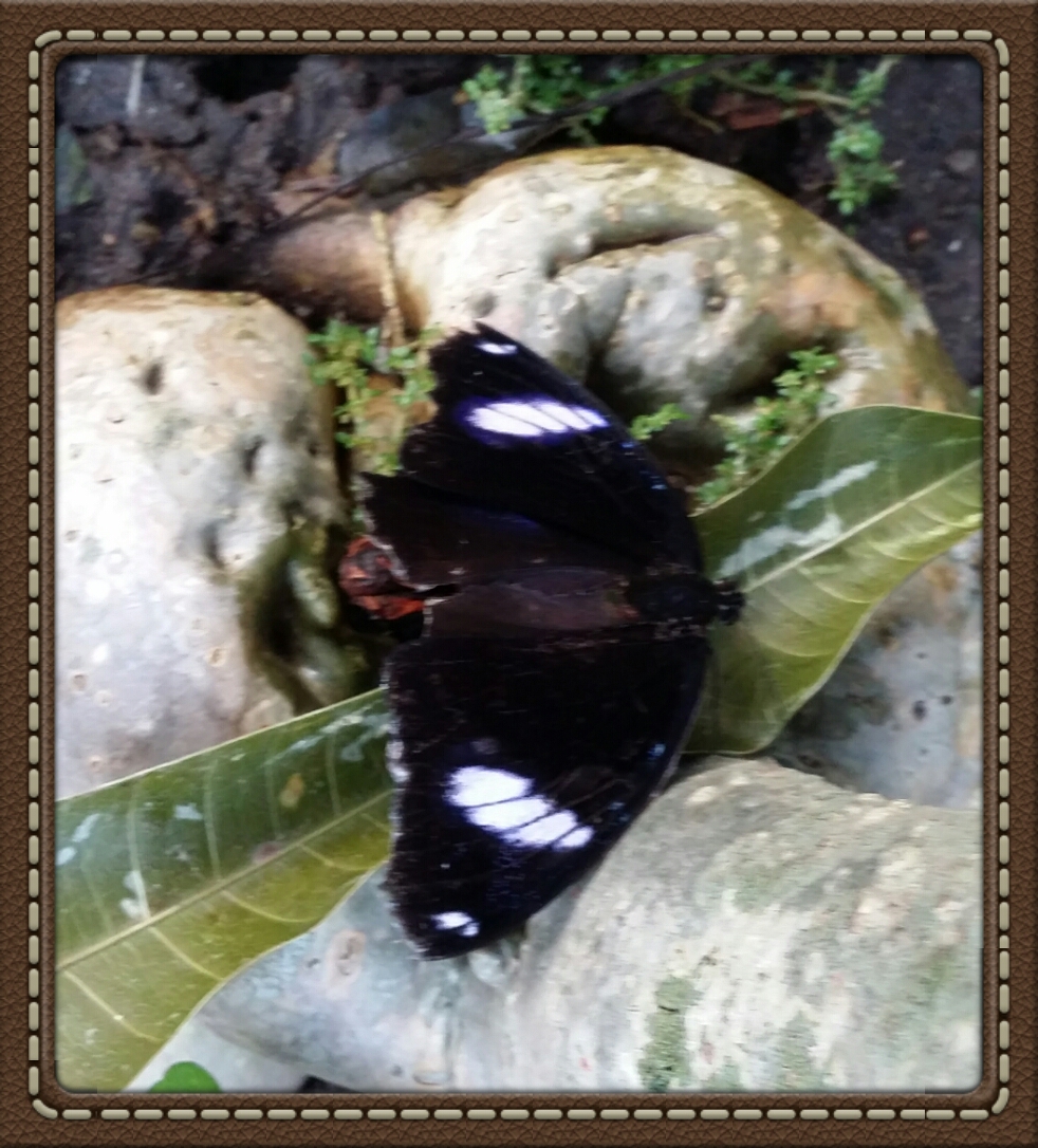 the butterfly 