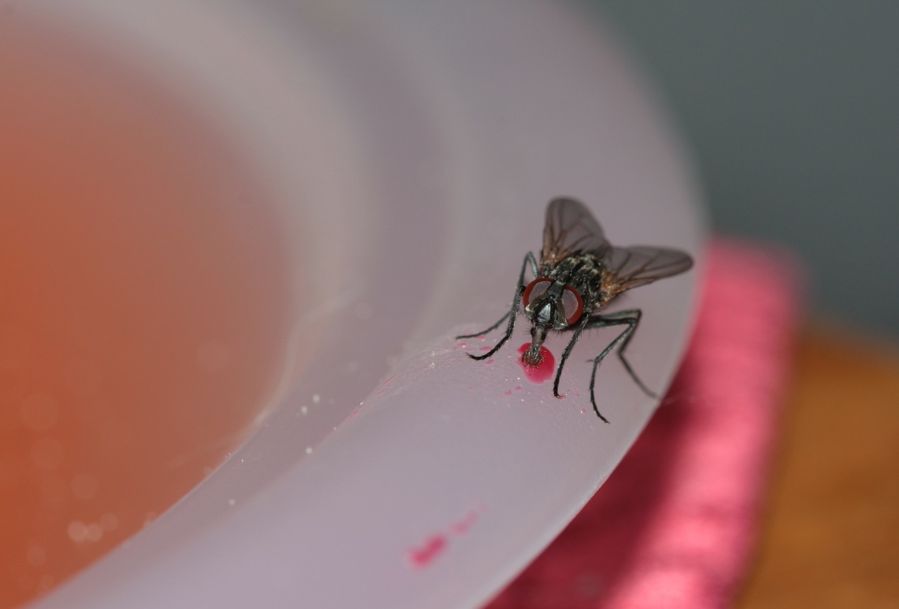 https://cdn.pixabay.com/photo/2014/04/20/19/10/common-house-fly-328648_960_720.jpg