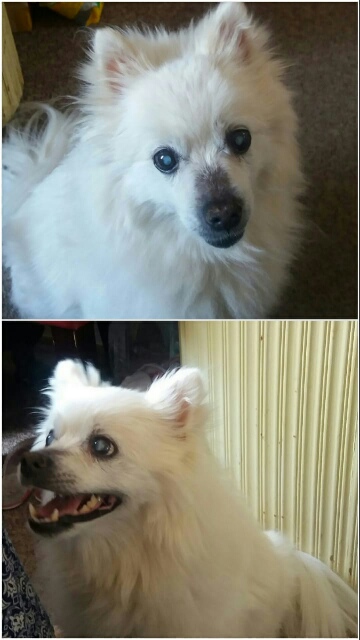 pics of missy Daisy after grooming 
