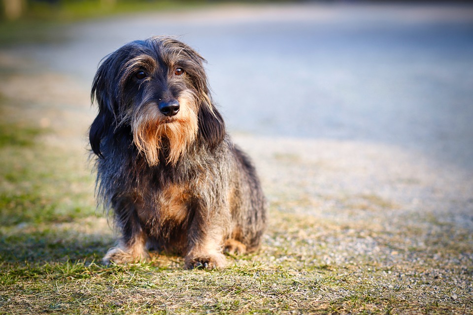 https://pixabay.com/en/rauhaardackel-dog-dachshund-pet-3689406/