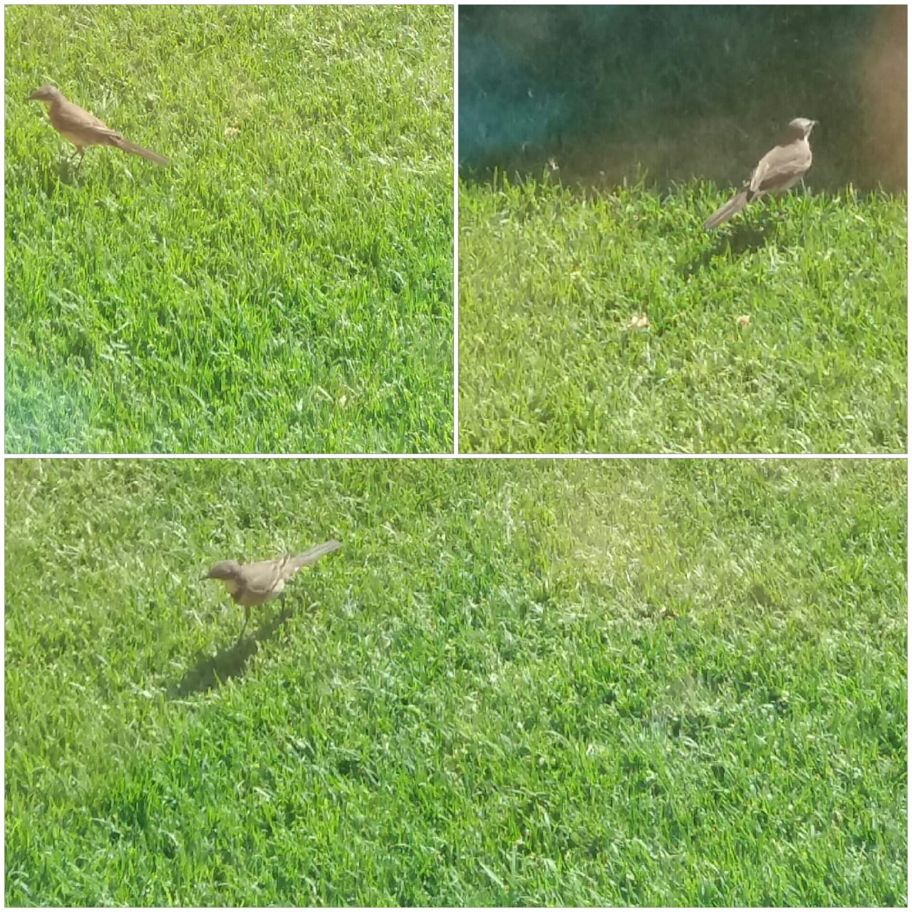 photos I took of a "wagtail"