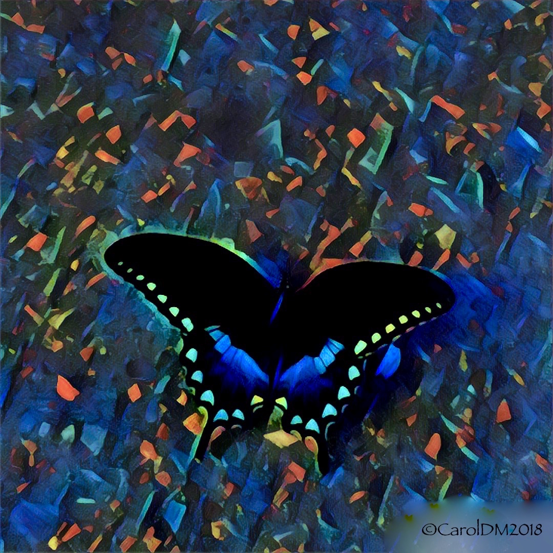 Butterfly edited in Prisma