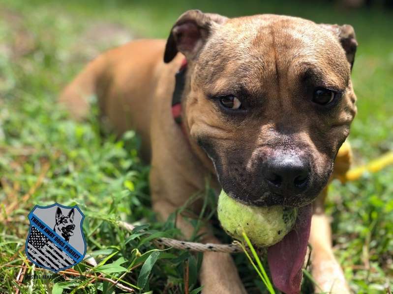 Dallas the Pit Bull find a new home in Virginia Dallas the Pit Bull find a new home in Virginia