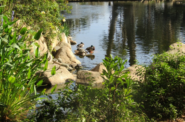 Pond at Alice Keck Memorial Garden, Santa Barbara CA, © B. Radisavljevic Pond at Alice Keck Memorial Garden, Santa Barbara CA, © B. Radisavljevic