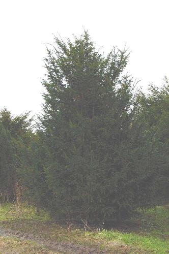 tree - A tree is a large, perennial, woody plant. Though there is no set definition regarding minimum size, the term generally applies to plants at least 6 m (20 ft) high at maturity and, more importantly, having secondary branches supported on a single main stem or trunk with clear apical dominance (see shrub for comparison). Compared with most other plant forms, trees are long-lived. A few species of trees grow to 100 m (328 ft) tall and some can live for several thousand years.  Trees are important components of the natural landscape due to their prevention of erosion and significant elements in landscaping and agriculture, both for their aesthetic appeal and their orchard crops (such as apples). Wood from trees is a common building material. Trees also play an intimate role in many of the world's mythologies (see trees in mythology).   A tree is a plant form that occurs in many different orders and families of plants. Trees thus show a wide variety of growth form, leaf type and shape, bark characteristics, reproductive structures, etc.  The earliest trees were tree ferns and horsetails, which grew in vast forests in the Carboniferous Period; tree ferns still survive, but the only surviving horsetails are not of tree form. Later, in the Triassic Period, conifers, ginkgos, cycads and other gymnosperms appeared, and subsequently flowering plants in the Cretaceous Period. Most species of trees today are flowering plants and conifers. The listing below gives examples of many well-known trees and how they are typically classified.  A small group of trees growing together is called a grove or copse, and a landscape covered by a dense growth of trees is called a forest. Several biotopes are defined largely by the trees that inhabit them; examples are rainforest and taiga (see ecozones). A landscape of trees scattered or spaced across grassland (usually grazed or burned over periodically) is called a savanna.   The basic parts of a tree are the roots, trunk(s), branches, twigs and leaves. Tree stems consist mainly of support and transport tissues (xylem and phloem). Wood consists of xylem cells, and bark is made of phloem and other tissues external to the vascular cambium.  Trees may be broadly grouped into exogenous and endogenous trees according to the way in which their stem diameter increases. Exogenous trees, which comprise the great majority of modern trees (all conifers, and all broadleaf trees), grow by the addition of new wood outwards, immediately under the bark. Endogenous trees, mainly in the monocotyledons (e.g. palms), grow by addition of new material inwards.  As an exogenous tree grows, it creates growth rings. In temperate climates, these are commonly visible due to changes in the rate of growth with temperature variation over an annual cycle. These rings can be counted to determine the age of the tree, and used to date cores or even wood taken from trees in the past; this practice is known as the science of dendrochronology. In some tropical regions with constant year-round climate, growth is continuous and distinct rings are not formed, so age determination is impossible. Age determination is also impossible in endogenous trees.  The roots of a tree are generally embedded in earth, providing anchorage for the above-ground biomass and absorbing water and nutrients from the soil. It should be noted, however, that while ground nutrients are essential to a tree's growth the majority of its biomass comes from carbon dioxide absorbed from the atmosphere (see photosynthesis). Above ground, the trunk gives height to the leaf-bearing branches, aiding in competition with other plant species for sunlight. In many trees, the arrangement of the branches optimizes exposure of the leaves to sunlight.  Not all trees have all the plant organs or parts mentioned above. For example, most palm trees are not branched, the saguaro cactus of North America has no functional leaves, tree ferns do not produce bark, etc. Based on their general shape and size, all of these are nonetheless generally regarded as trees. Indeed, sometimes size is the more important consideration. A plant form that is similar to a tree, but generally having smaller, multiple trunks and/or branches that arise near the ground, is called a shrub. However, no sharp differentiation between shrubs and trees is possible. Given their small size, bonsai plants would not technically be 'trees', but one should not confuse reference to the form of a species with the size or shape of individual specimens. A spruce seedling does not fit the definition of a tree, but all spruces are trees. Bamboos by contrast, do show most of the characteristics of trees, yet are rarely called trees.