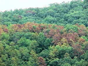 tree - A tree is a large, perennial, woody plant. Though there is no set definition regarding minimum size, the term generally applies to plants at least 6 m (20 ft) high at maturity and, more importantly, having secondary branches supported on a single main stem or trunk with clear apical dominance (see shrub for comparison). Compared with most other plant forms, trees are long-lived. A few species of trees grow to 100 m (328 ft) tall and some can live for several thousand years.  Trees are important components of the natural landscape due to their prevention of erosion and significant elements in landscaping and agriculture, both for their aesthetic appeal and their orchard crops (such as apples). Wood from trees is a common building material. Trees also play an intimate role in many of the world's mythologies (see trees in mythology).   A tree is a plant form that occurs in many different orders and families of plants. Trees thus show a wide variety of growth form, leaf type and shape, bark characteristics, reproductive structures, etc.  The earliest trees were tree ferns and horsetails, which grew in vast forests in the Carboniferous Period; tree ferns still survive, but the only surviving horsetails are not of tree form. Later, in the Triassic Period, conifers, ginkgos, cycads and other gymnosperms appeared, and subsequently flowering plants in the Cretaceous Period. Most species of trees today are flowering plants and conifers. The listing below gives examples of many well-known trees and how they are typically classified.  A small group of trees growing together is called a grove or copse, and a landscape covered by a dense growth of trees is called a forest. Several biotopes are defined largely by the trees that inhabit them; examples are rainforest and taiga (see ecozones). A landscape of trees scattered or spaced across grassland (usually grazed or burned over periodically) is called a savanna.   The basic parts of a tree are the roots, trunk(s), branches, twigs and leaves. Tree stems consist mainly of support and transport tissues (xylem and phloem). Wood consists of xylem cells, and bark is made of phloem and other tissues external to the vascular cambium.  Trees may be broadly grouped into exogenous and endogenous trees according to the way in which their stem diameter increases. Exogenous trees, which comprise the great majority of modern trees (all conifers, and all broadleaf trees), grow by the addition of new wood outwards, immediately under the bark. Endogenous trees, mainly in the monocotyledons (e.g. palms), grow by addition of new material inwards.  As an exogenous tree grows, it creates growth rings. In temperate climates, these are commonly visible due to changes in the rate of growth with temperature variation over an annual cycle. These rings can be counted to determine the age of the tree, and used to date cores or even wood taken from trees in the past; this practice is known as the science of dendrochronology. In some tropical regions with constant year-round climate, growth is continuous and distinct rings are not formed, so age determination is impossible. Age determination is also impossible in endogenous trees.  The roots of a tree are generally embedded in earth, providing anchorage for the above-ground biomass and absorbing water and nutrients from the soil. It should be noted, however, that while ground nutrients are essential to a tree's growth the majority of its biomass comes from carbon dioxide absorbed from the atmosphere (see photosynthesis). Above ground, the trunk gives height to the leaf-bearing branches, aiding in competition with other plant species for sunlight. In many trees, the arrangement of the branches optimizes exposure of the leaves to sunlight.  Not all trees have all the plant organs or parts mentioned above. For example, most palm trees are not branched, the saguaro cactus of North America has no functional leaves, tree ferns do not produce bark, etc. Based on their general shape and size, all of these are nonetheless generally regarded as trees. Indeed, sometimes size is the more important consideration. A plant form that is similar to a tree, but generally having smaller, multiple trunks and/or branches that arise near the ground, is called a shrub. However, no sharp differentiation between shrubs and trees is possible. Given their small size, bonsai plants would not technically be 'trees', but one should not confuse reference to the form of a species with the size or shape of individual specimens. A spruce seedling does not fit the definition of a tree, but all spruces are trees. Bamboos by contrast, do show most of the characteristics of trees, yet are rarely called trees.