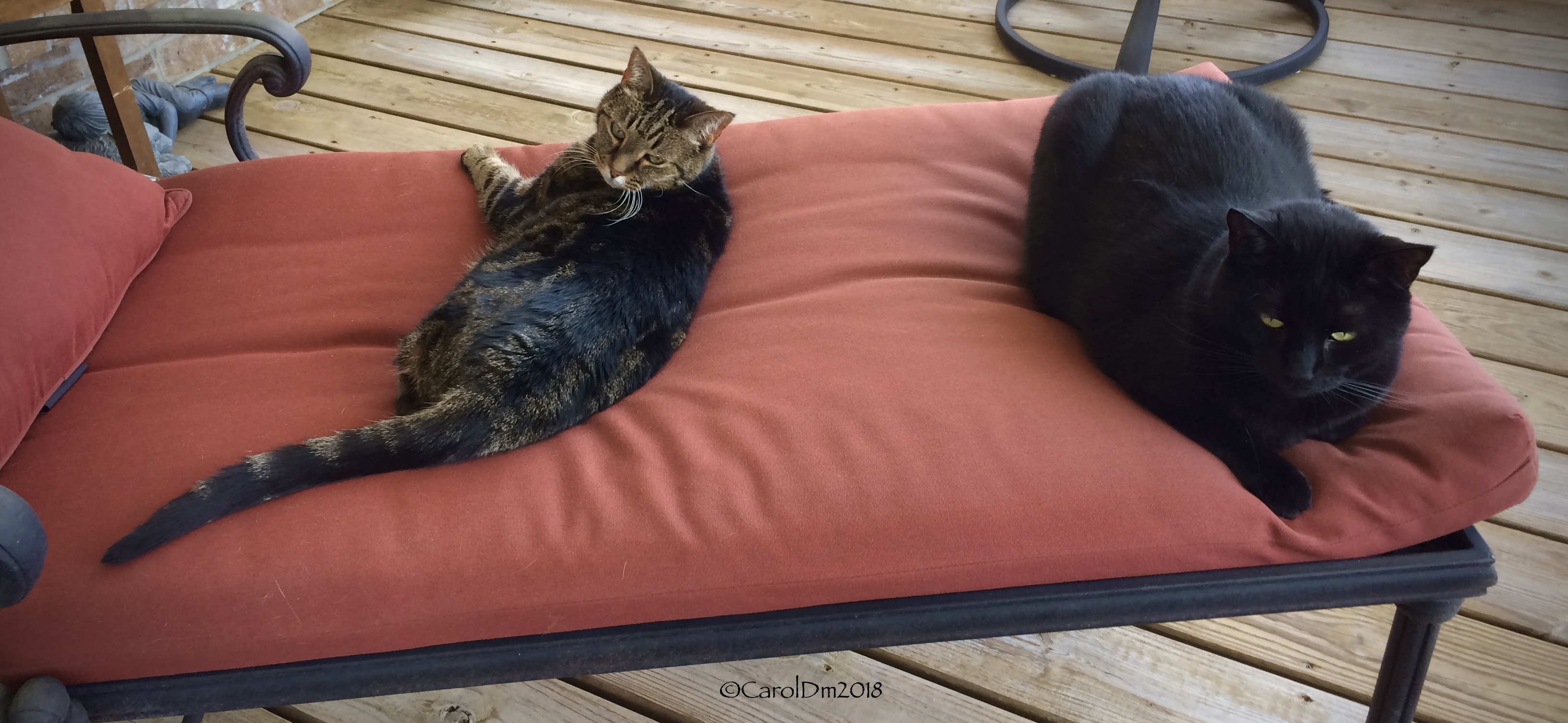 My two cats chilling on the chaise lounger.