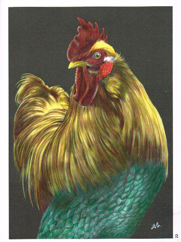 Rooster from a Tim Jeffs book
