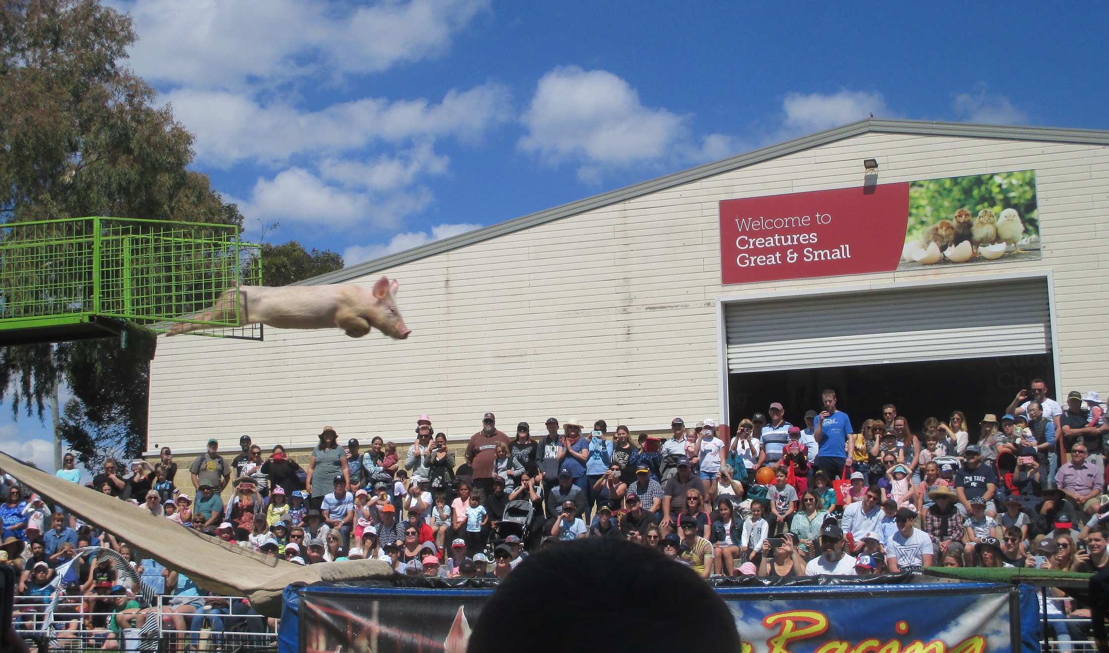 Diving pig, Perth Royal Show, Western Australia Diving pig, Perth Royal Show, Western Australia