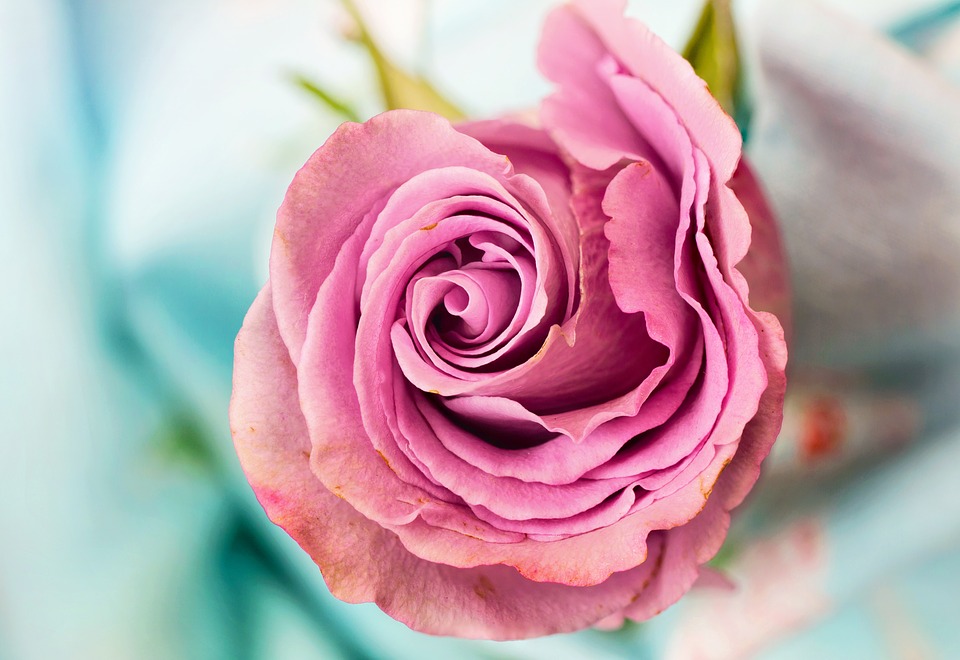 Is this a rose, or is it God? Whats in a name?