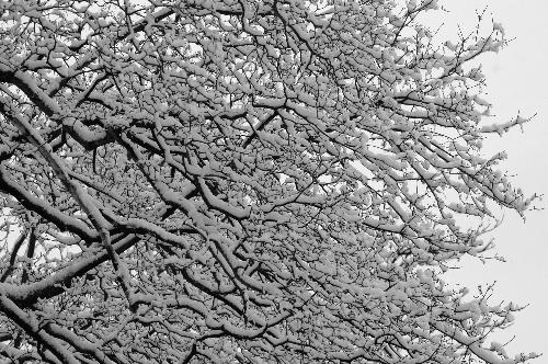 tree - A tree is a large, perennial, woody plant. Though there is no set definition regarding minimum size, the term generally applies to plants at least 6 m (20 ft) high at maturity and, more importantly, having secondary branches supported on a single main stem or trunk with clear apical dominance (see shrub for comparison). Compared with most other plant forms, trees are long-lived. A few species of trees grow to 100 m (328 ft) tall and some can live for several thousand years.  Trees are important components of the natural landscape due to their prevention of erosion and significant elements in landscaping and agriculture, both for their aesthetic appeal and their orchard crops (such as apples). Wood from trees is a common building material. Trees also play an intimate role in many of the world's mythologies (see trees in mythology).   A tree is a plant form that occurs in many different orders and families of plants. Trees thus show a wide variety of growth form, leaf type and shape, bark characteristics, reproductive structures, etc.  The earliest trees were tree ferns and horsetails, which grew in vast forests in the Carboniferous Period; tree ferns still survive, but the only surviving horsetails are not of tree form. Later, in the Triassic Period, conifers, ginkgos, cycads and other gymnosperms appeared, and subsequently flowering plants in the Cretaceous Period. Most species of trees today are flowering plants and conifers. The listing below gives examples of many well-known trees and how they are typically classified.  A small group of trees growing together is called a grove or copse, and a landscape covered by a dense growth of trees is called a forest. Several biotopes are defined largely by the trees that inhabit them; examples are rainforest and taiga (see ecozones). A landscape of trees scattered or spaced across grassland (usually grazed or burned over periodically) is called a savanna.   The basic parts of a tree are the roots, trunk(s), branches, twigs and leaves. Tree stems consist mainly of support and transport tissues (xylem and phloem). Wood consists of xylem cells, and bark is made of phloem and other tissues external to the vascular cambium.  Trees may be broadly grouped into exogenous and endogenous trees according to the way in which their stem diameter increases. Exogenous trees, which comprise the great majority of modern trees (all conifers, and all broadleaf trees), grow by the addition of new wood outwards, immediately under the bark. Endogenous trees, mainly in the monocotyledons (e.g. palms), grow by addition of new material inwards.  As an exogenous tree grows, it creates growth rings. In temperate climates, these are commonly visible due to changes in the rate of growth with temperature variation over an annual cycle. These rings can be counted to determine the age of the tree, and used to date cores or even wood taken from trees in the past; this practice is known as the science of dendrochronology. In some tropical regions with constant year-round climate, growth is continuous and distinct rings are not formed, so age determination is impossible. Age determination is also impossible in endogenous trees.  The roots of a tree are generally embedded in earth, providing anchorage for the above-ground biomass and absorbing water and nutrients from the soil. It should be noted, however, that while ground nutrients are essential to a tree's growth the majority of its biomass comes from carbon dioxide absorbed from the atmosphere (see photosynthesis). Above ground, the trunk gives height to the leaf-bearing branches, aiding in competition with other plant species for sunlight. In many trees, the arrangement of the branches optimizes exposure of the leaves to sunlight.  Not all trees have all the plant organs or parts mentioned above. For example, most palm trees are not branched, the saguaro cactus of North America has no functional leaves, tree ferns do not produce bark, etc. Based on their general shape and size, all of these are nonetheless generally regarded as trees. Indeed, sometimes size is the more important consideration. A plant form that is similar to a tree, but generally having smaller, multiple trunks and/or branches that arise near the ground, is called a shrub. However, no sharp differentiation between shrubs and trees is possible. Given their small size, bonsai plants would not technically be 'trees', but one should not confuse reference to the form of a species with the size or shape of individual specimens. A spruce seedling does not fit the definition of a tree, but all spruces are trees. Bamboos by contrast, do show most of the characteristics of trees, yet are rarely called trees.