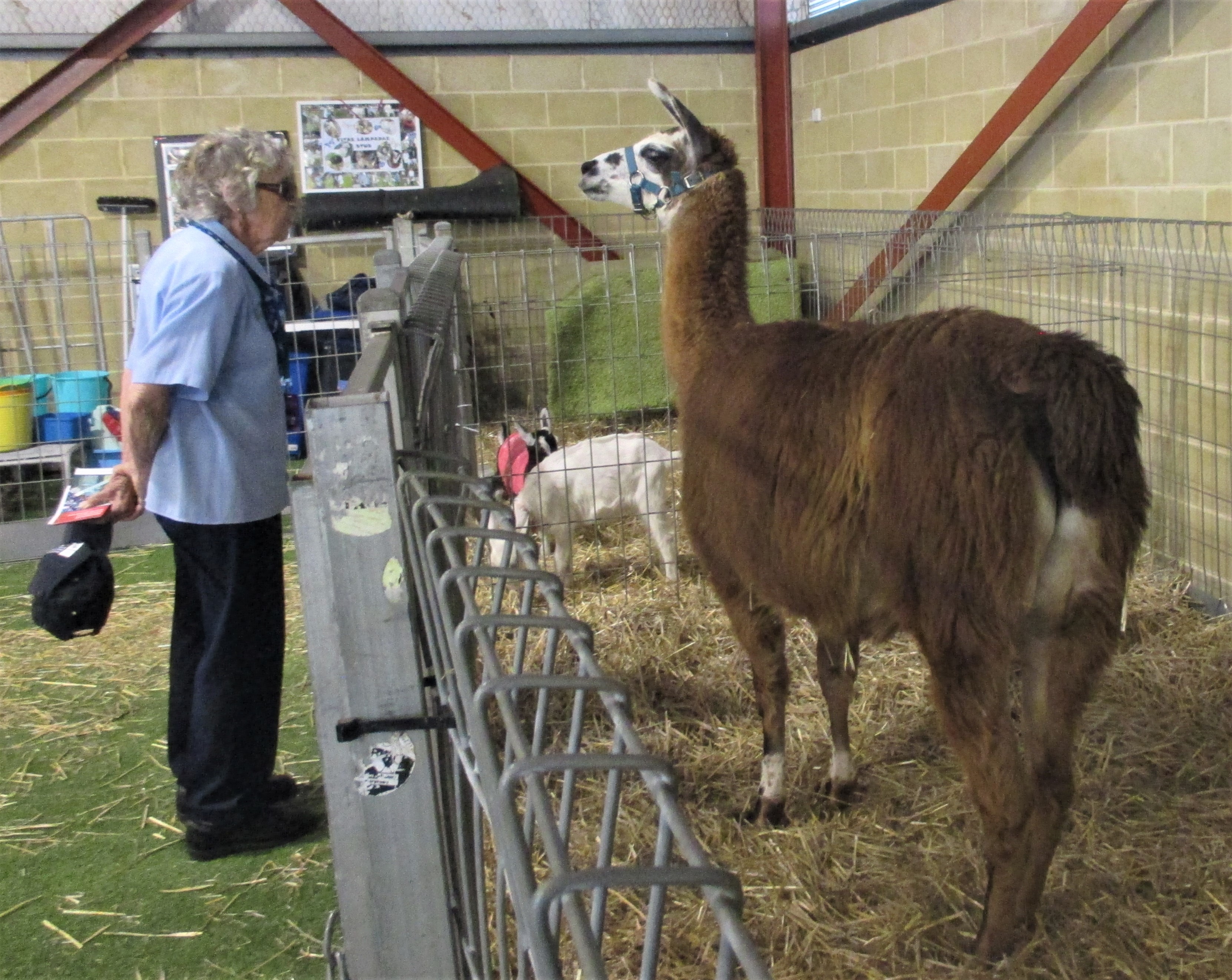 Llama, Perth Royal Show, Western Australia Llama, Perth Royal Show, Western Australia