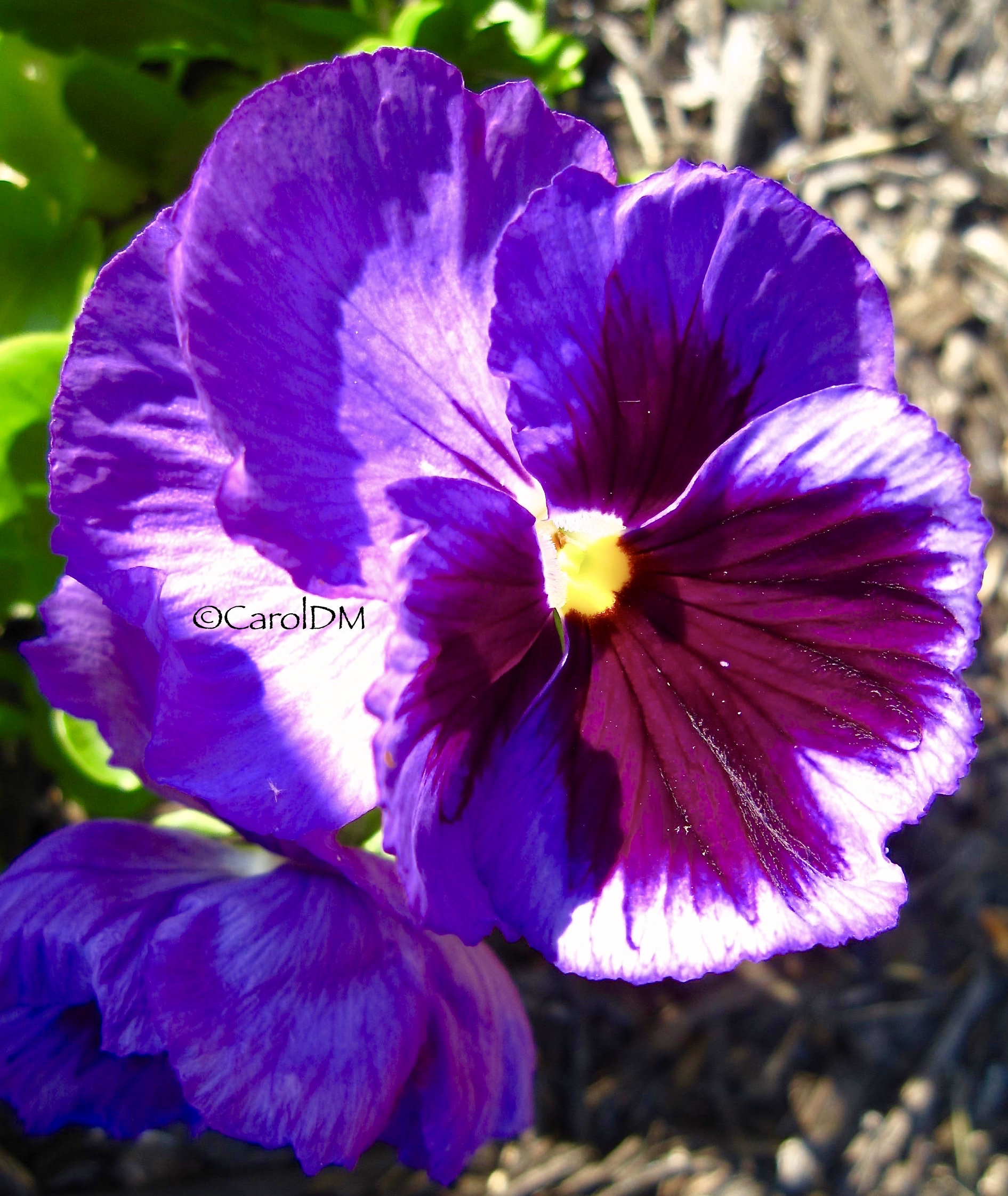 Purple Pansy from my Garden