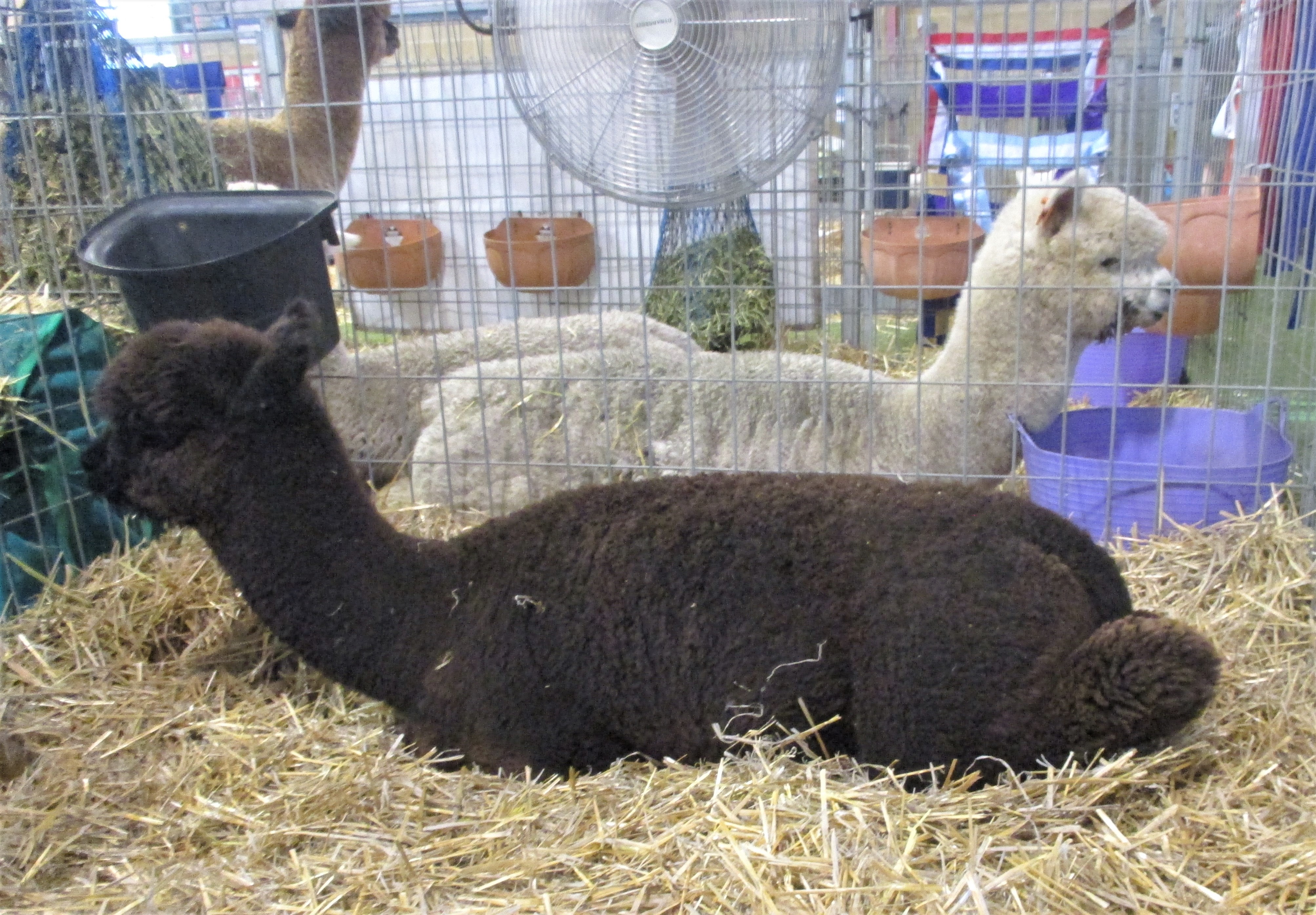 Alpacas, Perth Royal Show, Western Australia Alpacas, Perth Royal Show, Western Australia