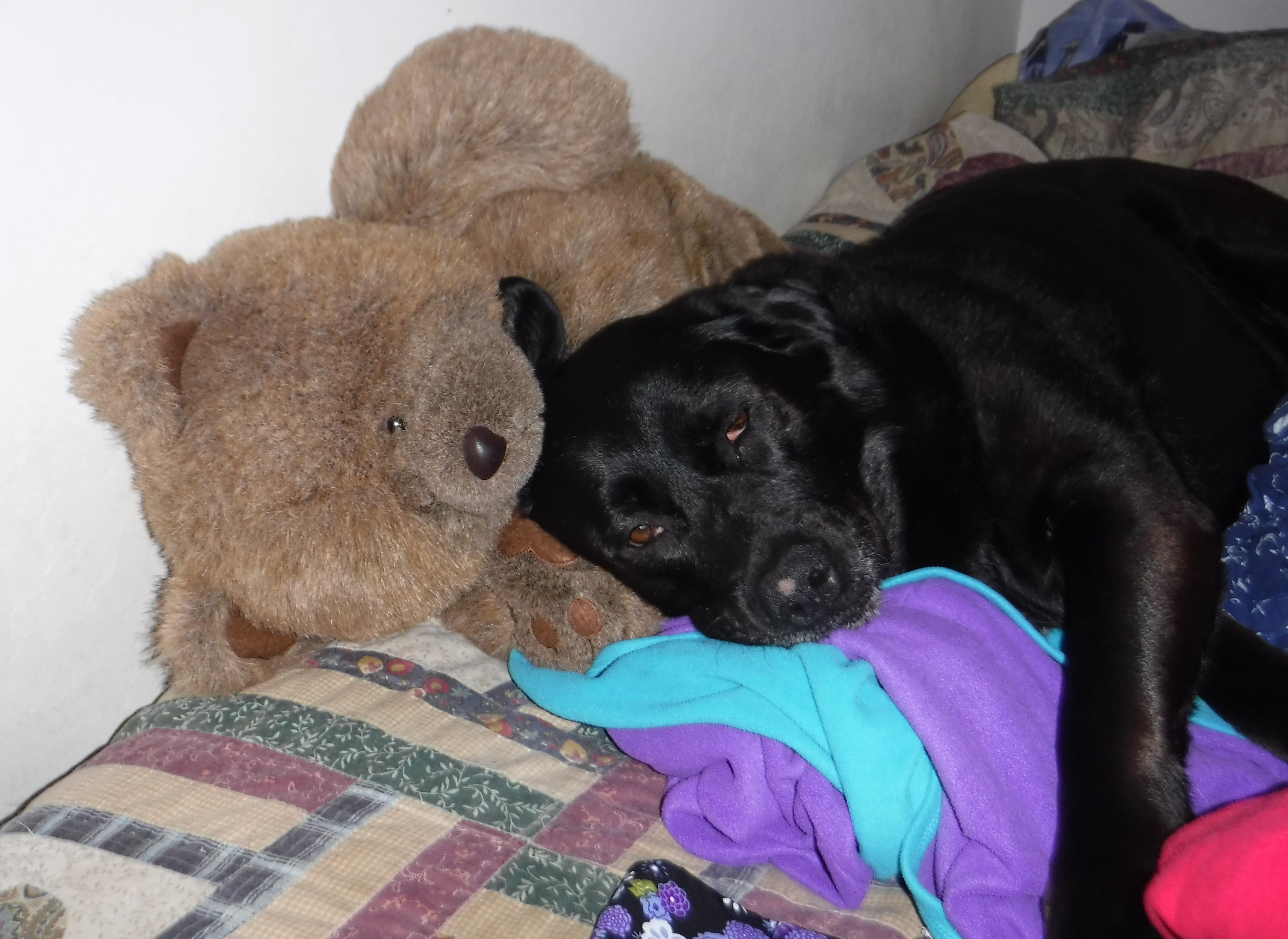 Photo I took of my spoiled rotten dog using my laundry and grandmother&#039;s bear as a pillow