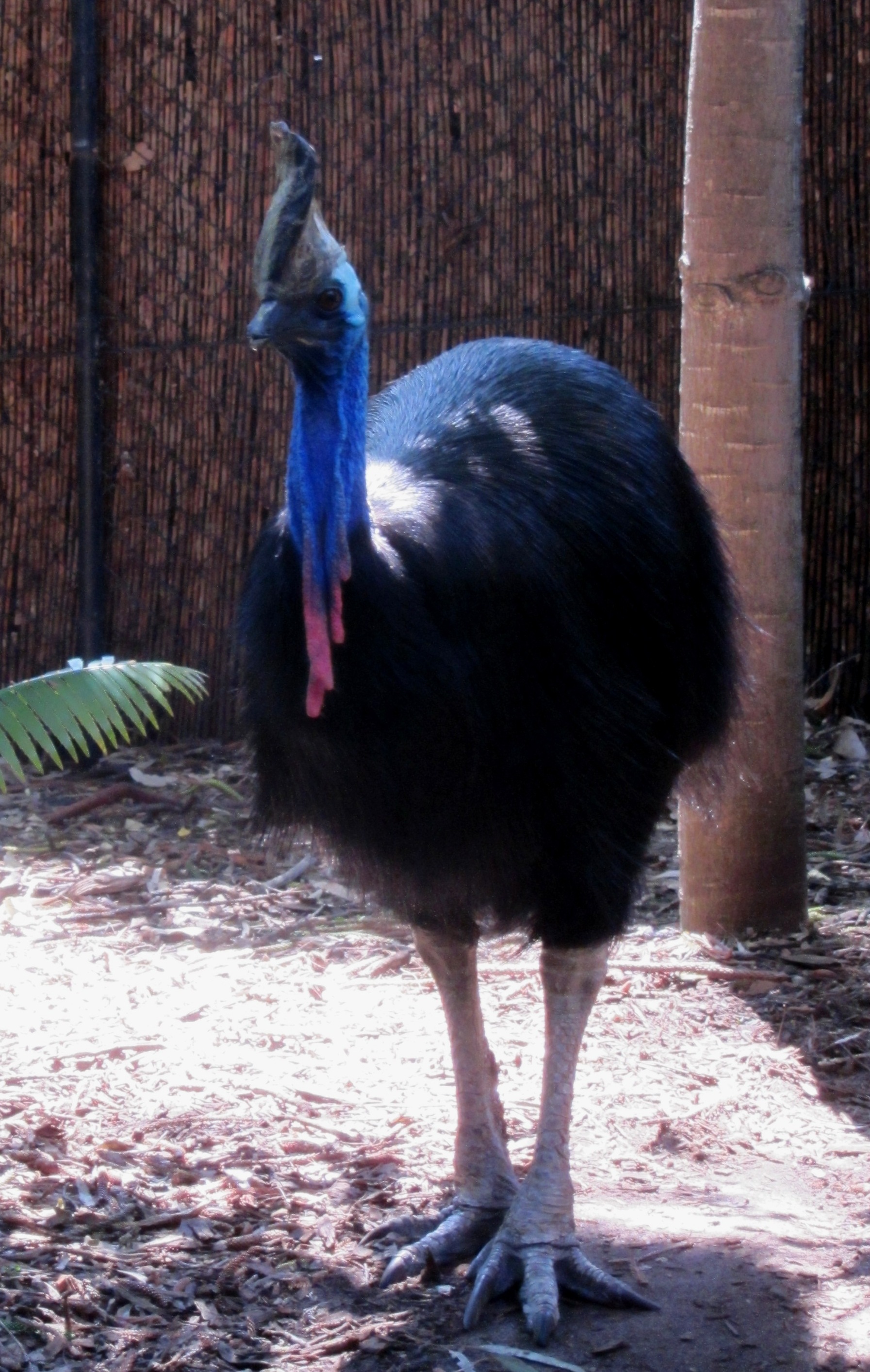 Cassowary, Perth Zoo, Western Australia Cassowary, Perth Zoo, Western Australia