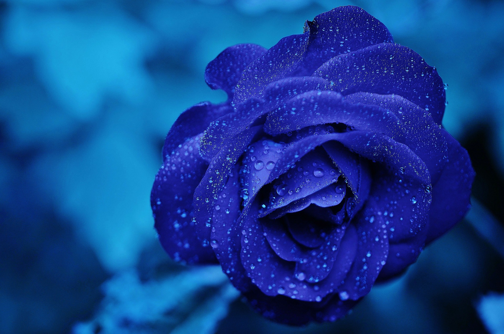 https://pixabay.com/en/rose-blue-flower-bloom-romance-165819/ https://pixabay.com/en/rose-blue-flower-bloom-romance-165819/