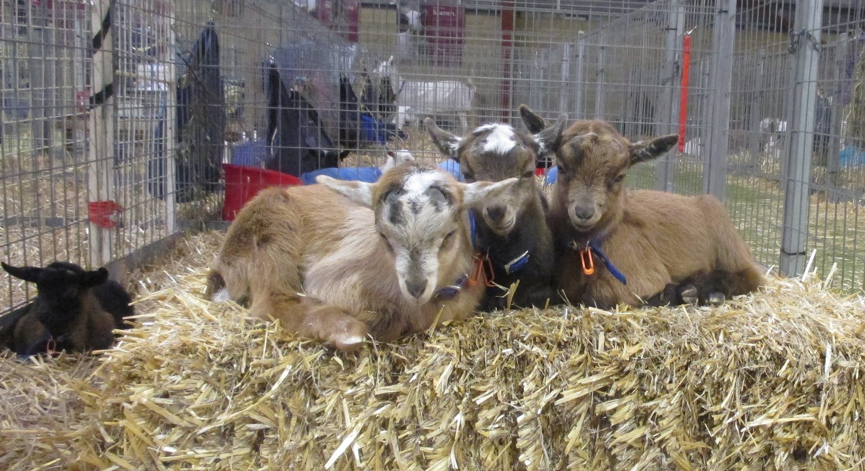 dwarf Nigerian goats, Perth Royal Show, Western Australia
