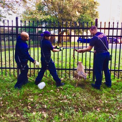 Firegighters in Maryland rescue two deer that were stuck in a fence Firegighters in Maryland rescue two deer that were stuck in a fence