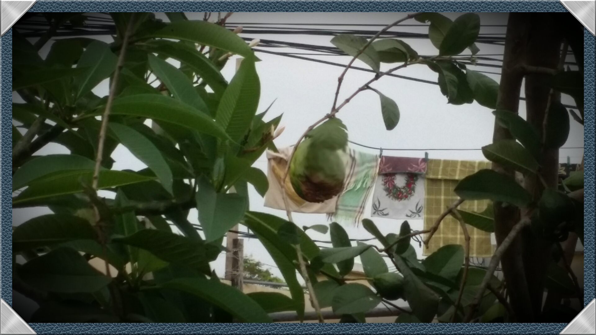 the guava the guava