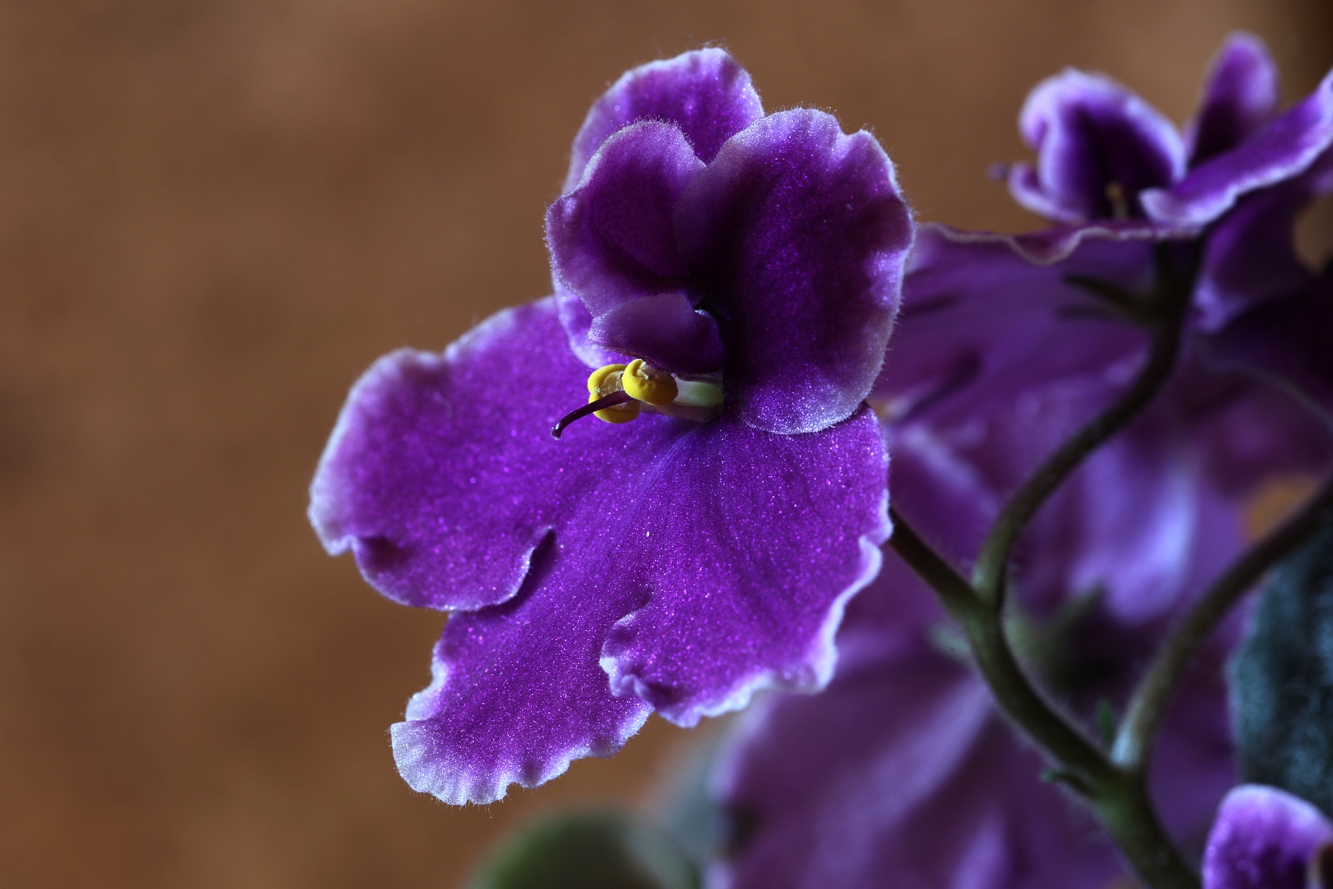 https://cdn.pixabay.com/photo/2016/11/12/15/23/african-violets-1819021_960_720.jpg