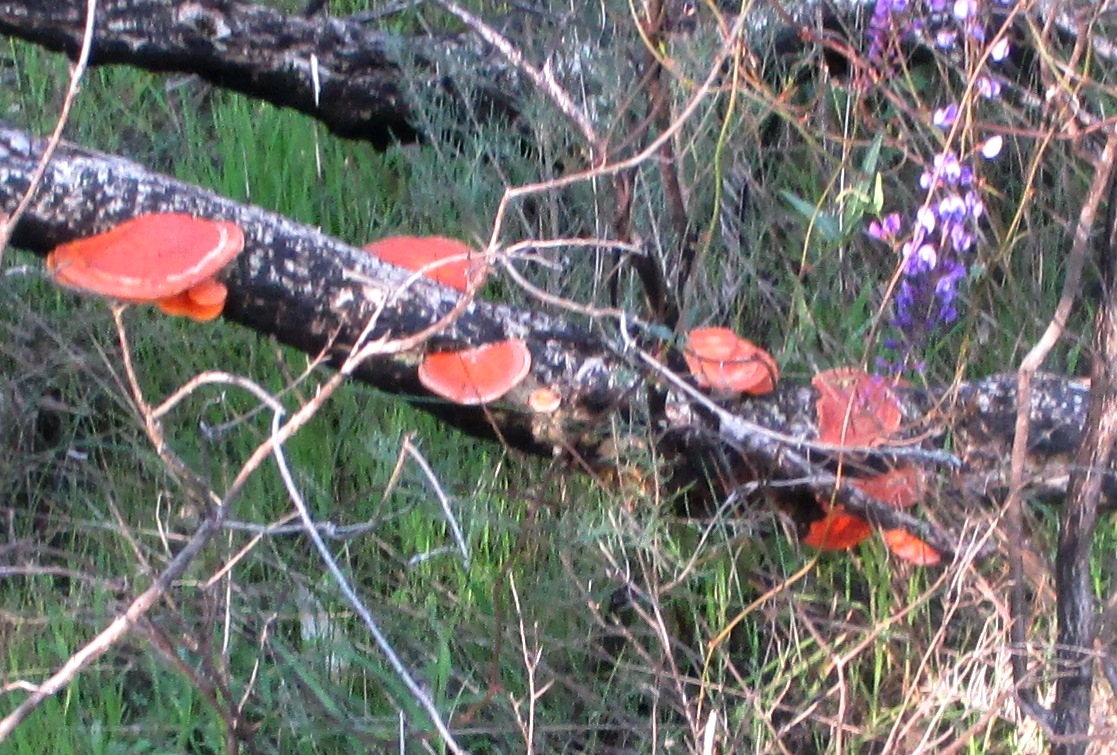 Fungi, Western Australia Fungi, Western Australia