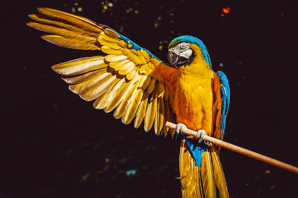 https://pixabay.com/en/ara-parrot-yellow-macaw-bird-3601194/ https://pixabay.com/en/ara-parrot-yellow-macaw-bird-3601194/