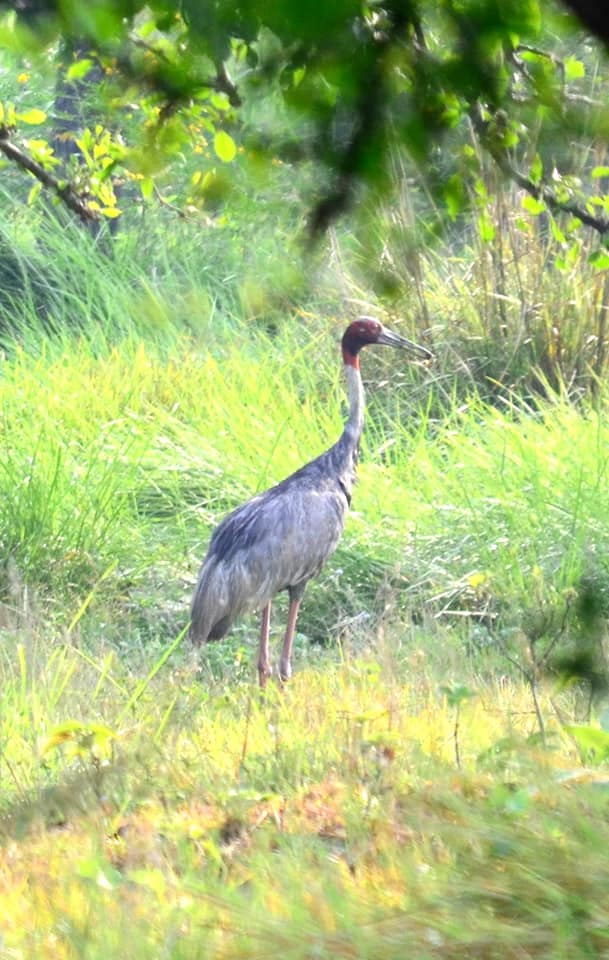 Sarus crane, Nepal